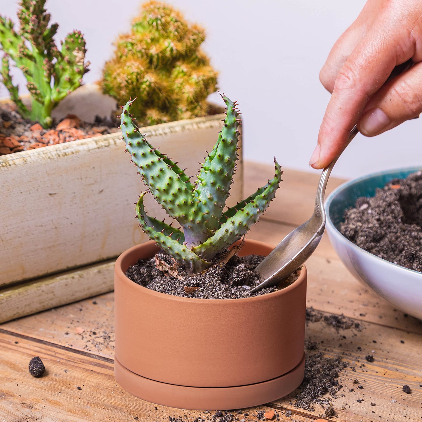 D'vine Dev Set of 4 Terracotta Shallow Planter Pots for Succulent, 3 Inch 4 Inch 5 Inch 6 Inch, Small Flower Plant Pots with Drainage and Saucer, 40-Z-0