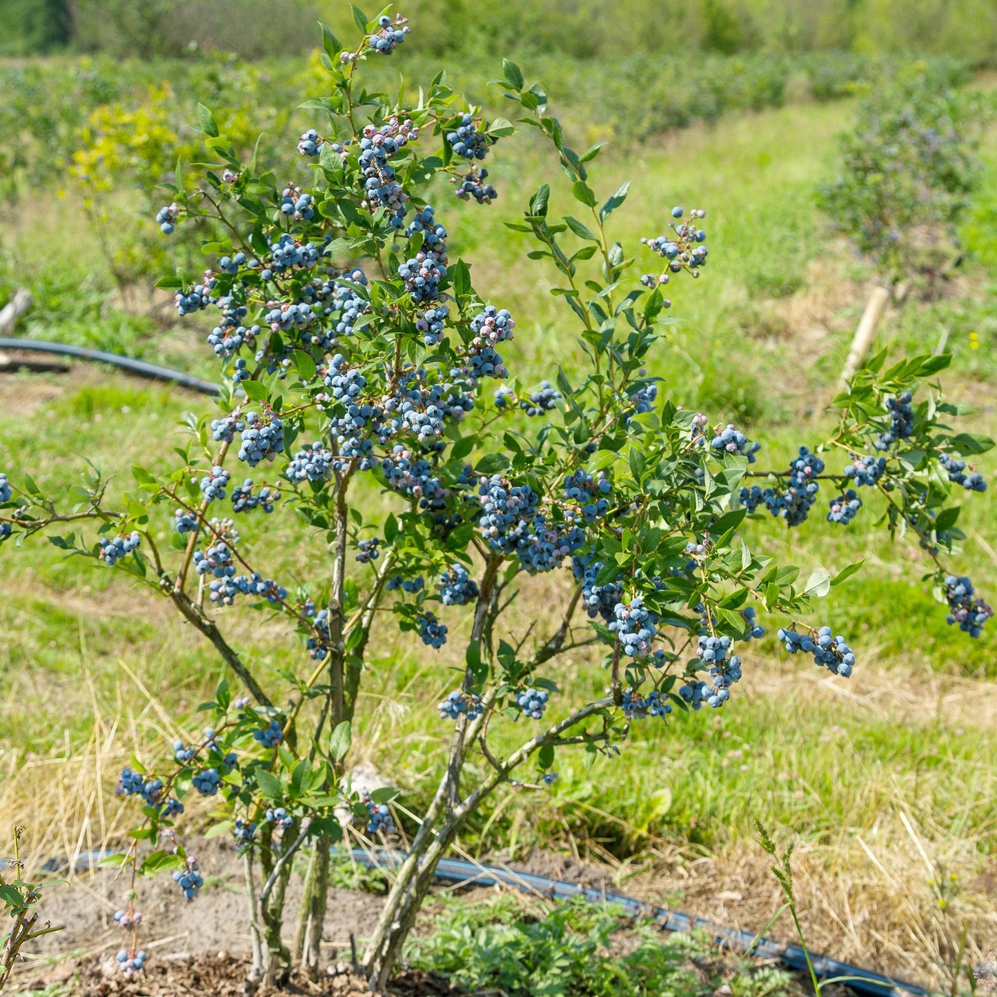Perfect Plants Duke Blueberry 1 Gallon | Live Fruit Bush for Gardening | Edible Berries