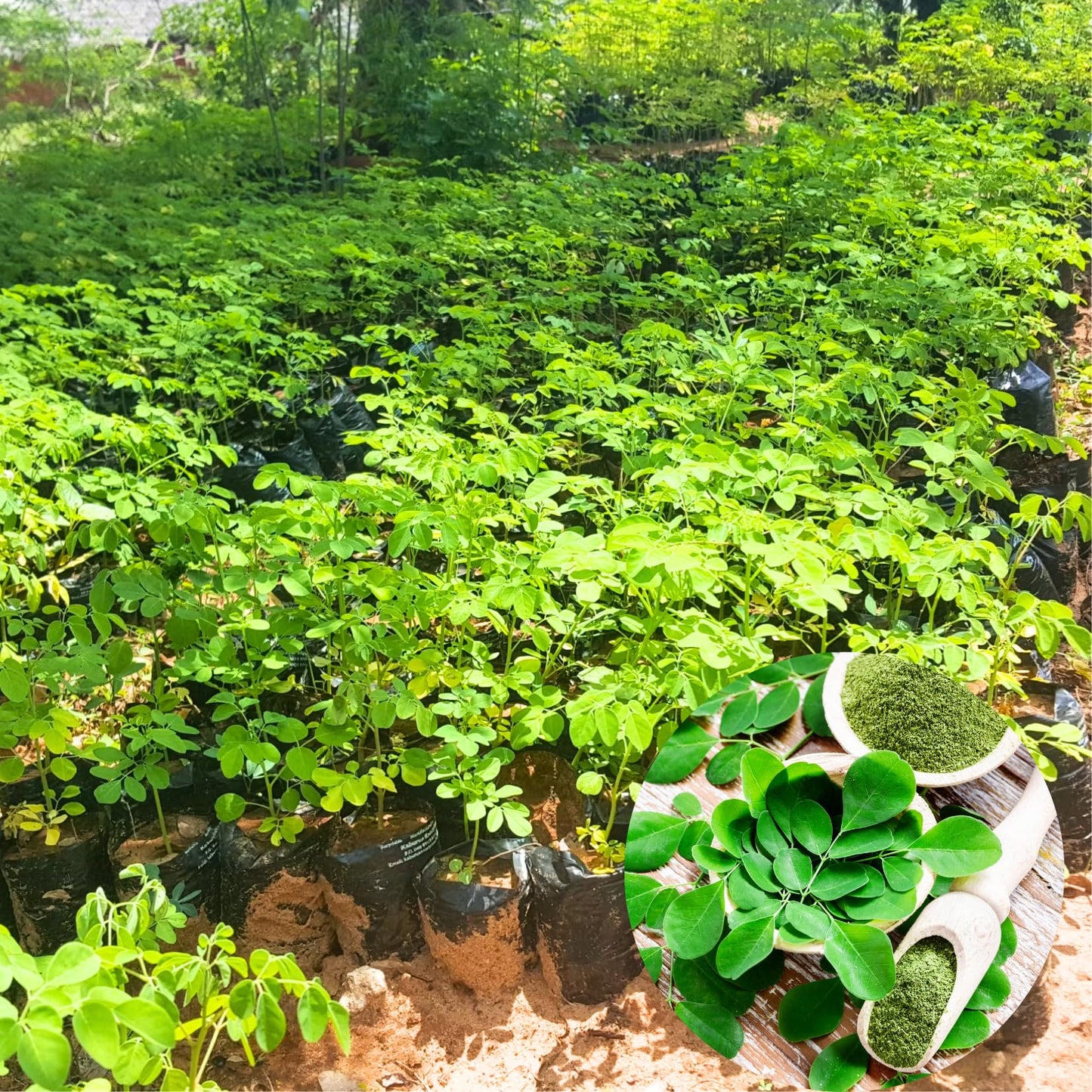 2 Moringa Drumstick Trees Plants Live, Malunggay Well-Rooted, 6 to 8 Inches Tall, Horseradish Tree, Moringa Oleifera