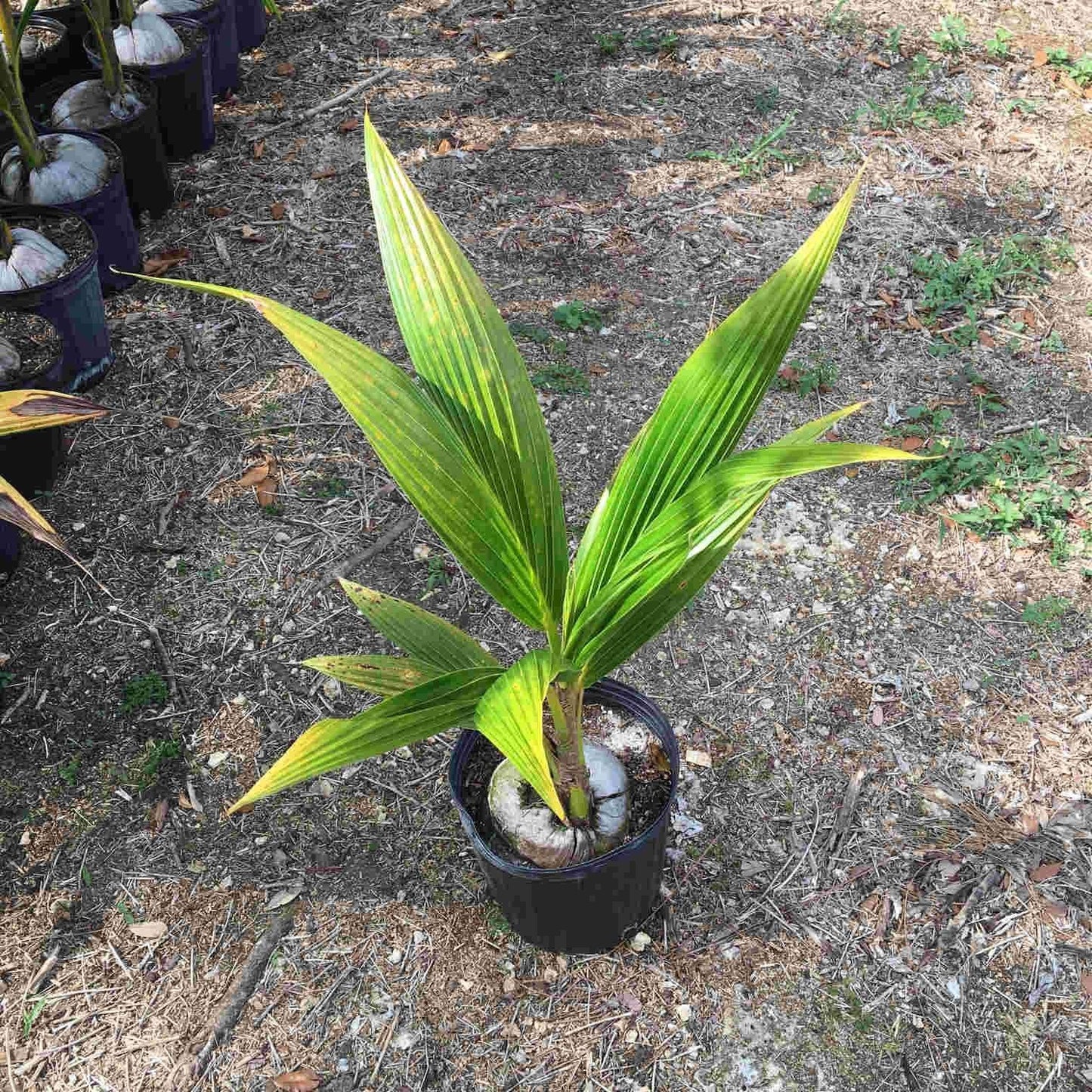 Coconut Palm Tree Plant, Malayan Dwarf, Green, 2 feet, No Ship to CA, TX, AZ