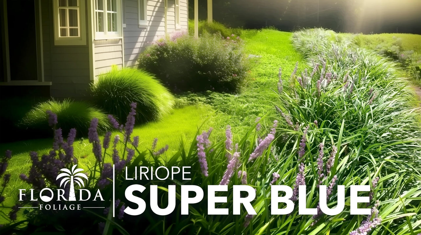 Super Blue | 3 Live Plants | Liriope Muscari | Ground Cover Plant, Ornamental Grass, Drought Tolerant, Low Maintenance, Evergreen Foliage, Purple Flower Spikes, Shade Garden Favorite, Easy to Grow
