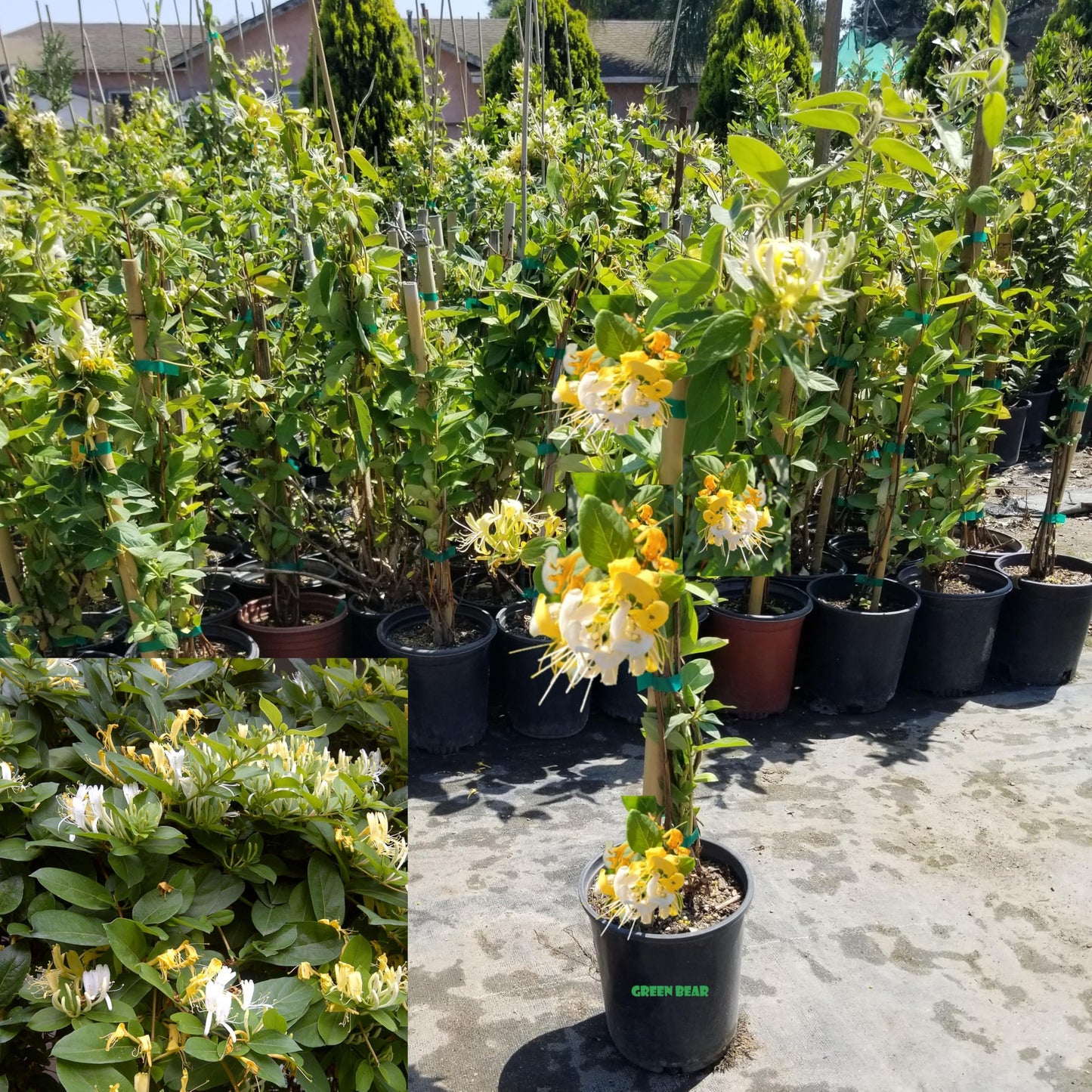 Honeysuckle Plant - Lonicera Japonica, Known as Japanese Honeysuckle or Golden-and-Silver Honey Suckle 2-4FT Tall 1 Gal Potted Hummingbirds Favorites-Shade - Privacy - Ground Cover, Flower Arch