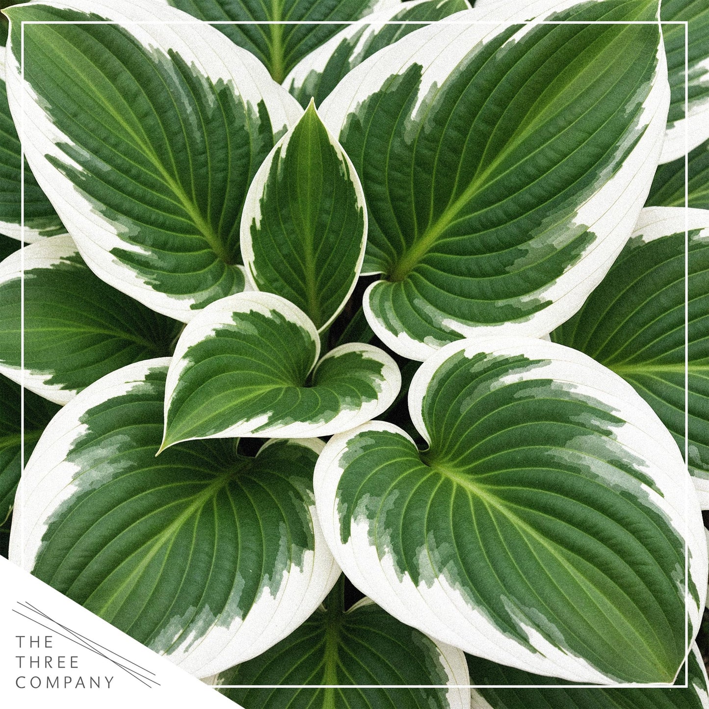 Live Perennial Hosta - Patriot (3 Plants Per Pack) Beautiful Accent Plant, 10" Tall by 4" Wide in 1 Qt Pot