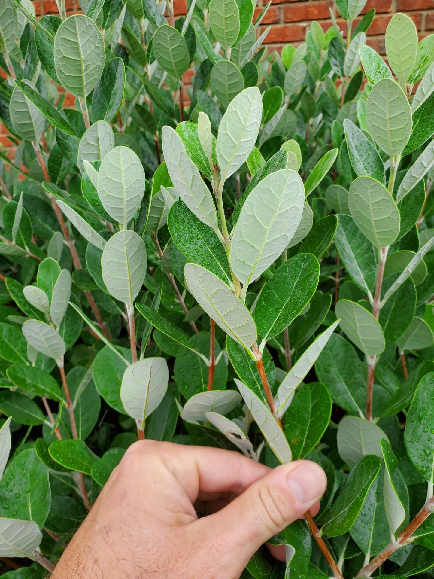 Live Pineapple Guava Plant – 4-6 Inches Tall – Exotic Fruit Tree with Fragrant Flowers & Sweet Tropical Fruit – Thrives in Gardens & Containers - Feijoa Sellowiana - Edible Fruit and Flowering Foliage