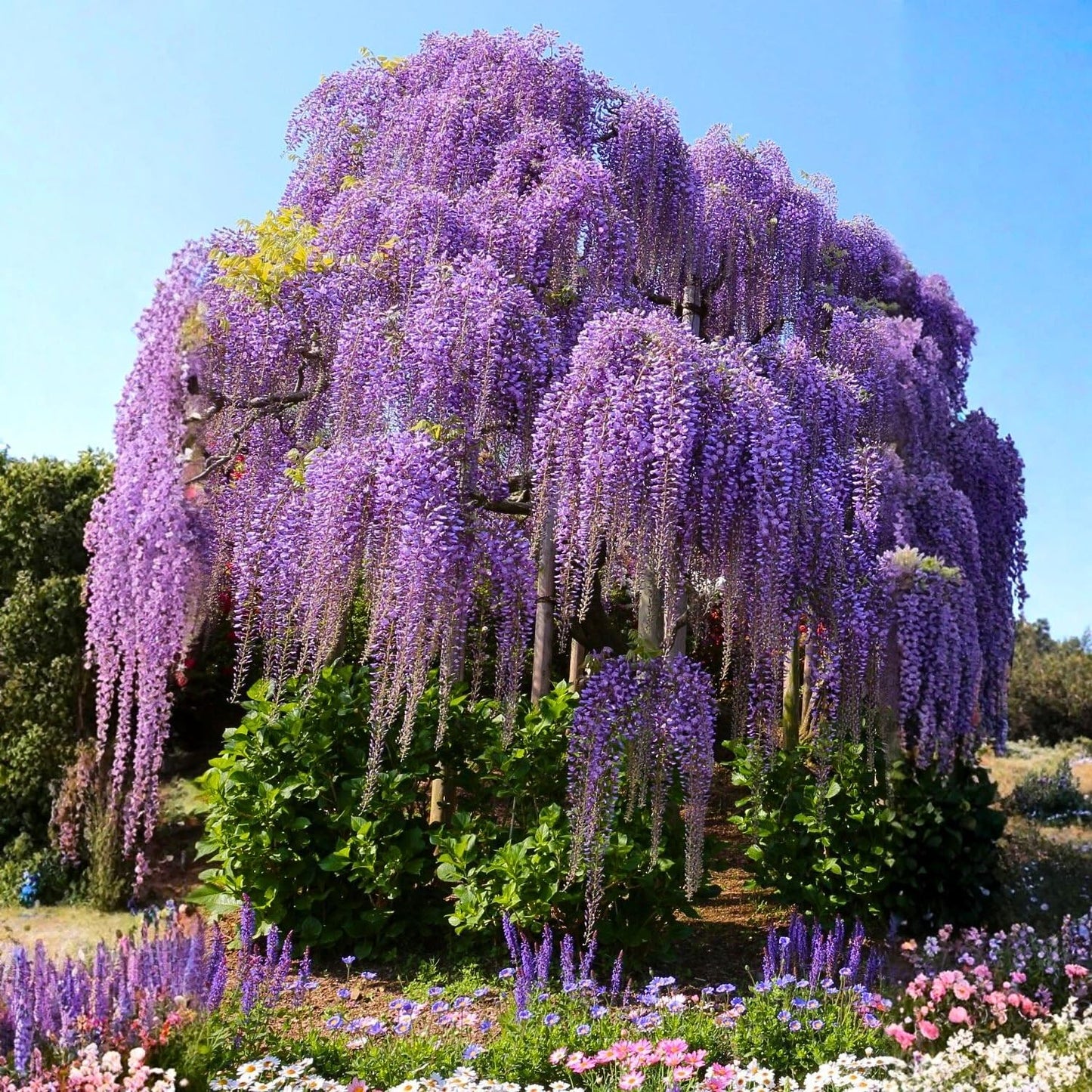 Wisteria Plant Live, Purple Wisteria Hardy Climbing Flowering Vine 4'' Pot, Outdoor Trellis, Arbor or Fence Vine Starter