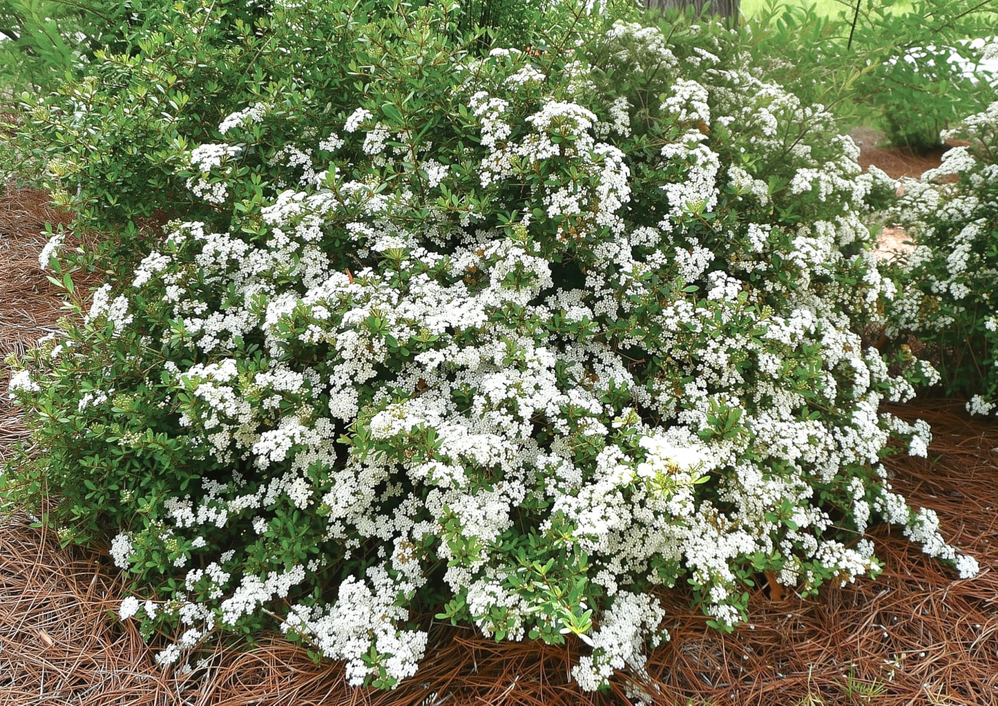 Viburnum Densa | 1 Extra Large Trade 3 Gallon Plant | Viburnum Obovatum 'Densa' | Live Compact Evergreen Shrub | Low-Maintenance Privacy Plants for Landscaping