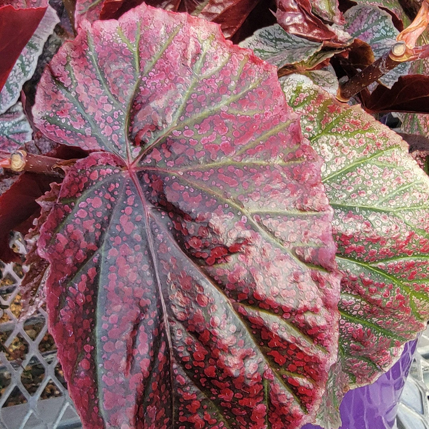 Begonia coccinea 'Pink Mink', Begonia Pink Mink, Angelwing Begonia, houseplant, Colorful Foliage and Bright Flowers, Container Size: 3.5"