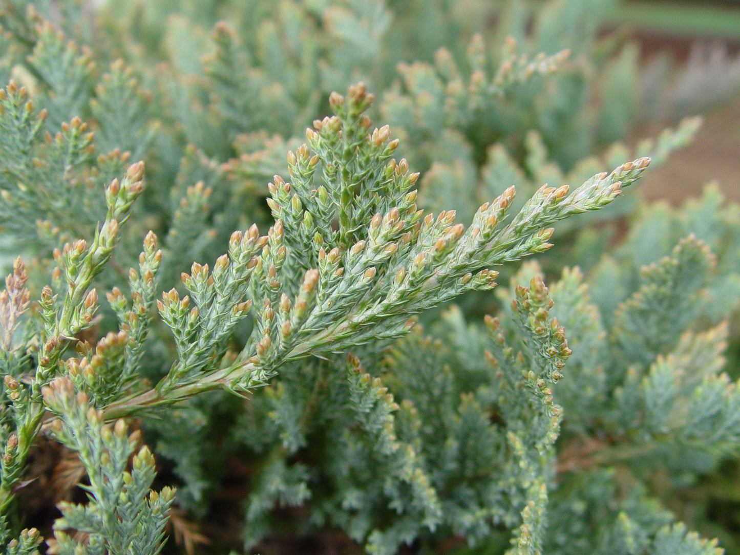 Green Promise Farms JUNIPERUS HORIZONTALIS `Blue CHIP` (Creeping Juniper) Evergreen, 2-Size Container, Green Foliage