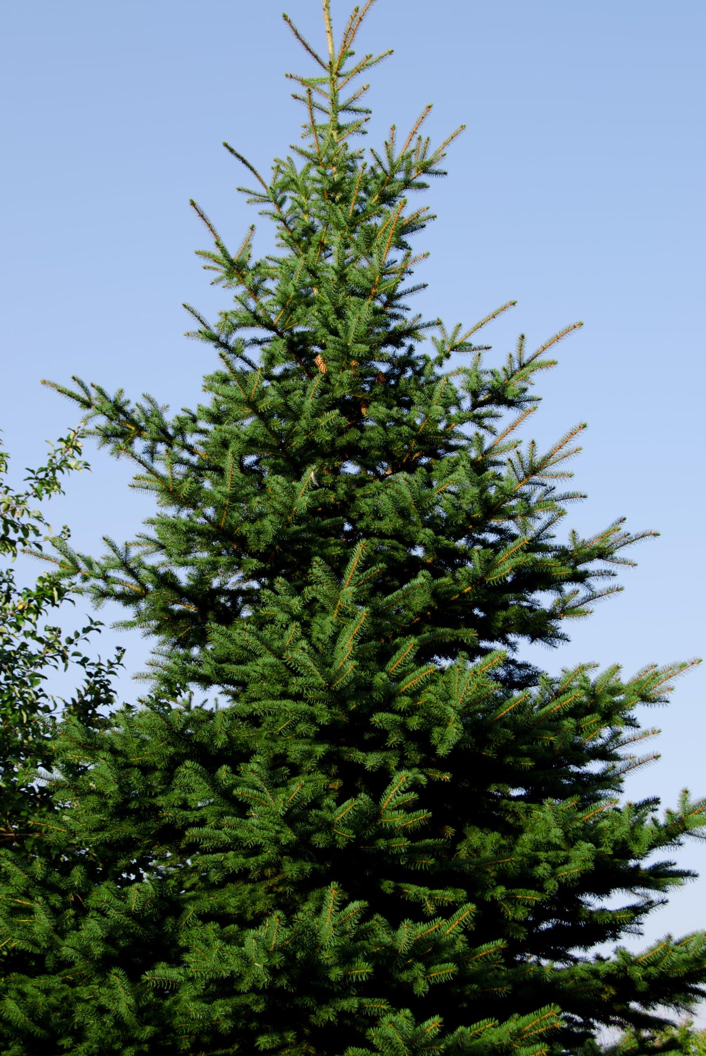 Norway Spruce Tree Seedlings Plugs | 6"-12" | Arbor Day Foundation (10-Pack)