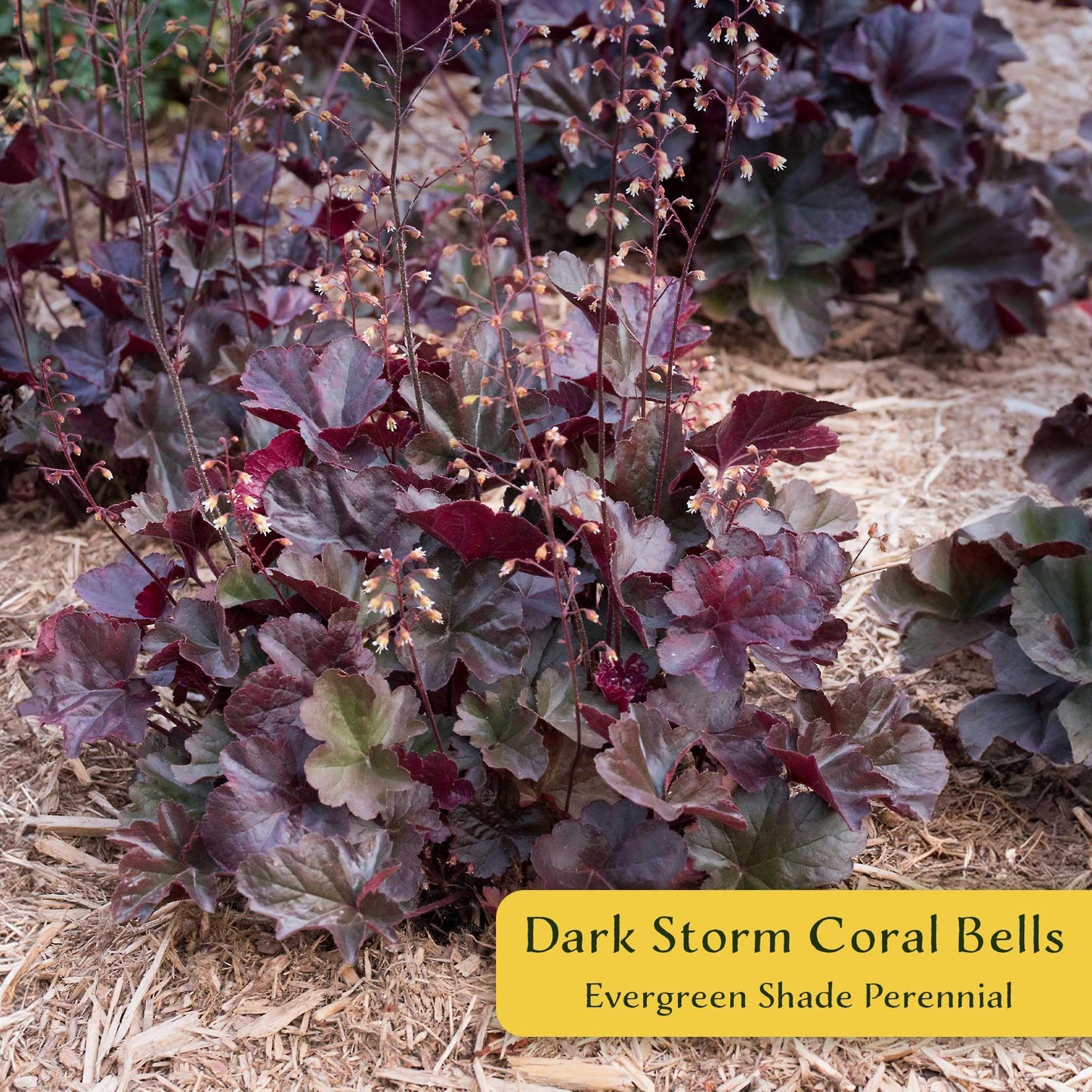 4 Dark Storm Coral Bells – Near Black Evergreen Shade Perennial with Glossy, Compact Ruffled Foliage for Borders & Containers (Heuchera ‘Dark Storm’) in 3.5” Cubes, Live Plants