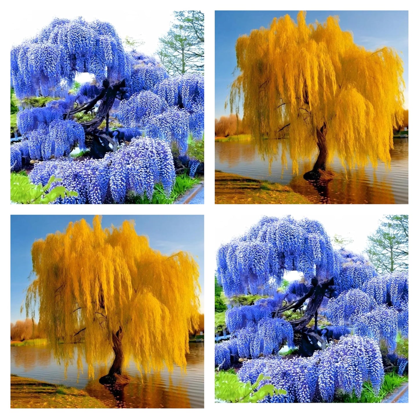 Alexa's Elegant Weeping Duo - 4 Live Trees to Plant - 2 Stunning Live Potted Blue Chinese Wisteria Seedlings - 2 Gold Weeping Willow Cuttings to Grow - Make Your Yard Stand Out