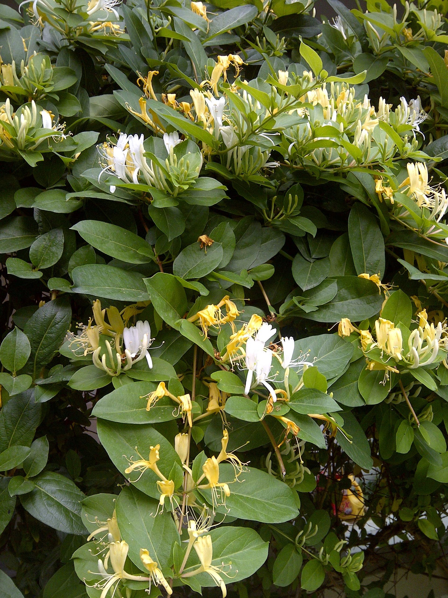 Honeysuckle Plant - Lonicera Japonica, Known as Japanese Honeysuckle or Golden-and-Silver Honey Suckle 2-4FT Tall 1 Gal Potted Hummingbirds Favorites-Shade - Privacy - Ground Cover, Flower Arch