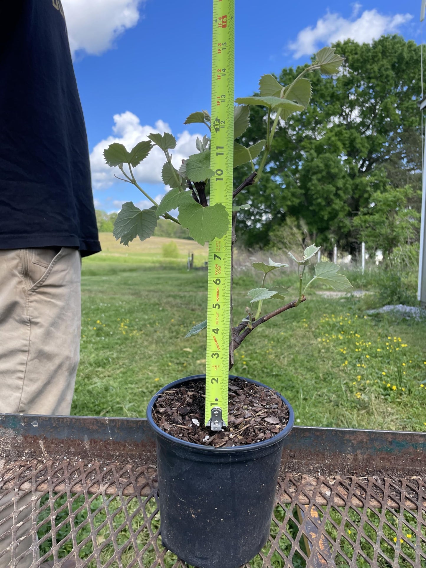 3 Concord Grape Vines, in one Trade Gallon Pot (0.667 gallons of Dirt)