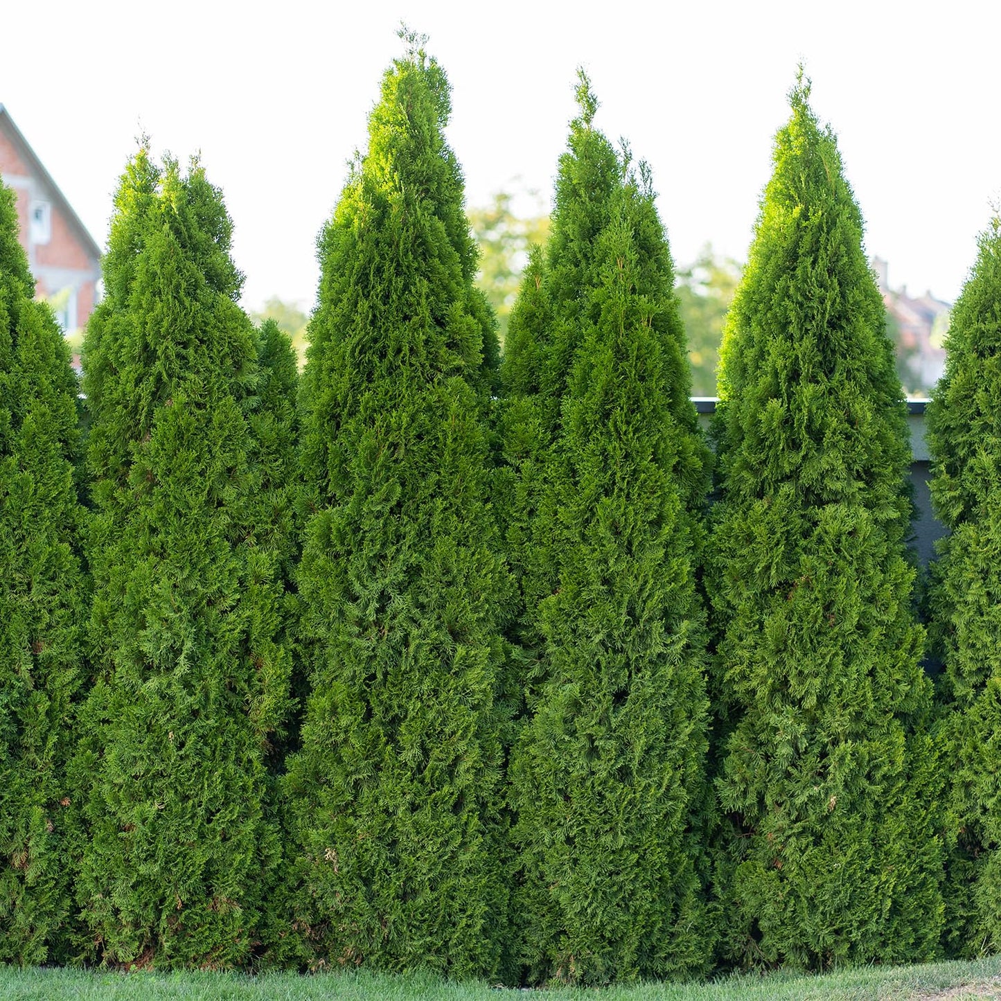 Lewis Bamboo Emerald Green Thuja Tree, Outdoor Privacy Screen, Fast Growing Evergreen, Compact Growth, Sun to Shade, 15 ft Maximum Height (3)