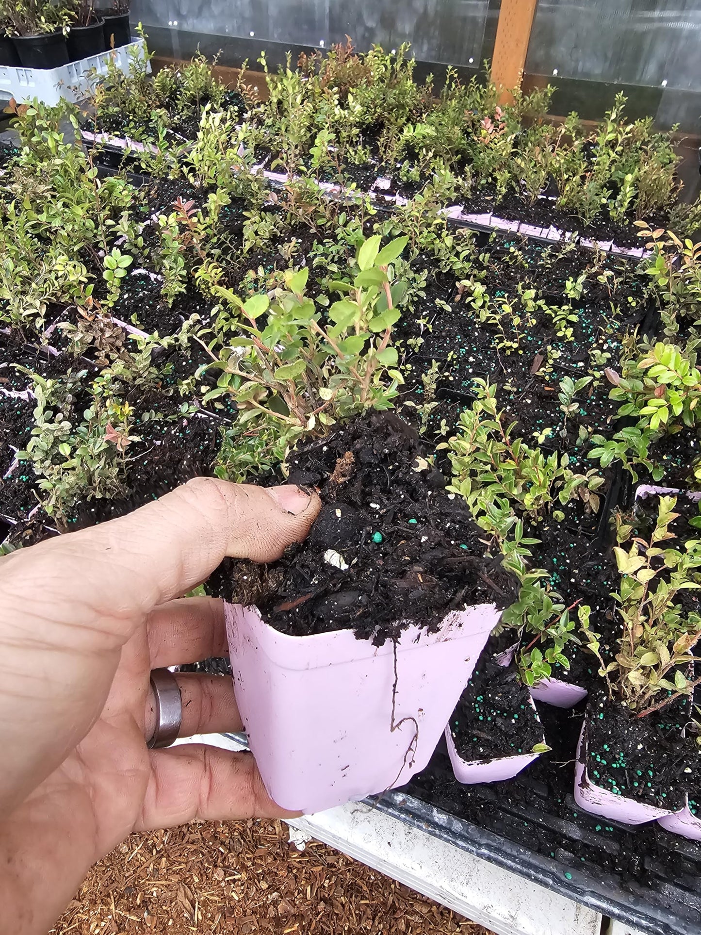 4-Pack Live Berry Plants Set, Huckleberry, Salal, Strawberry and Red Raspberry