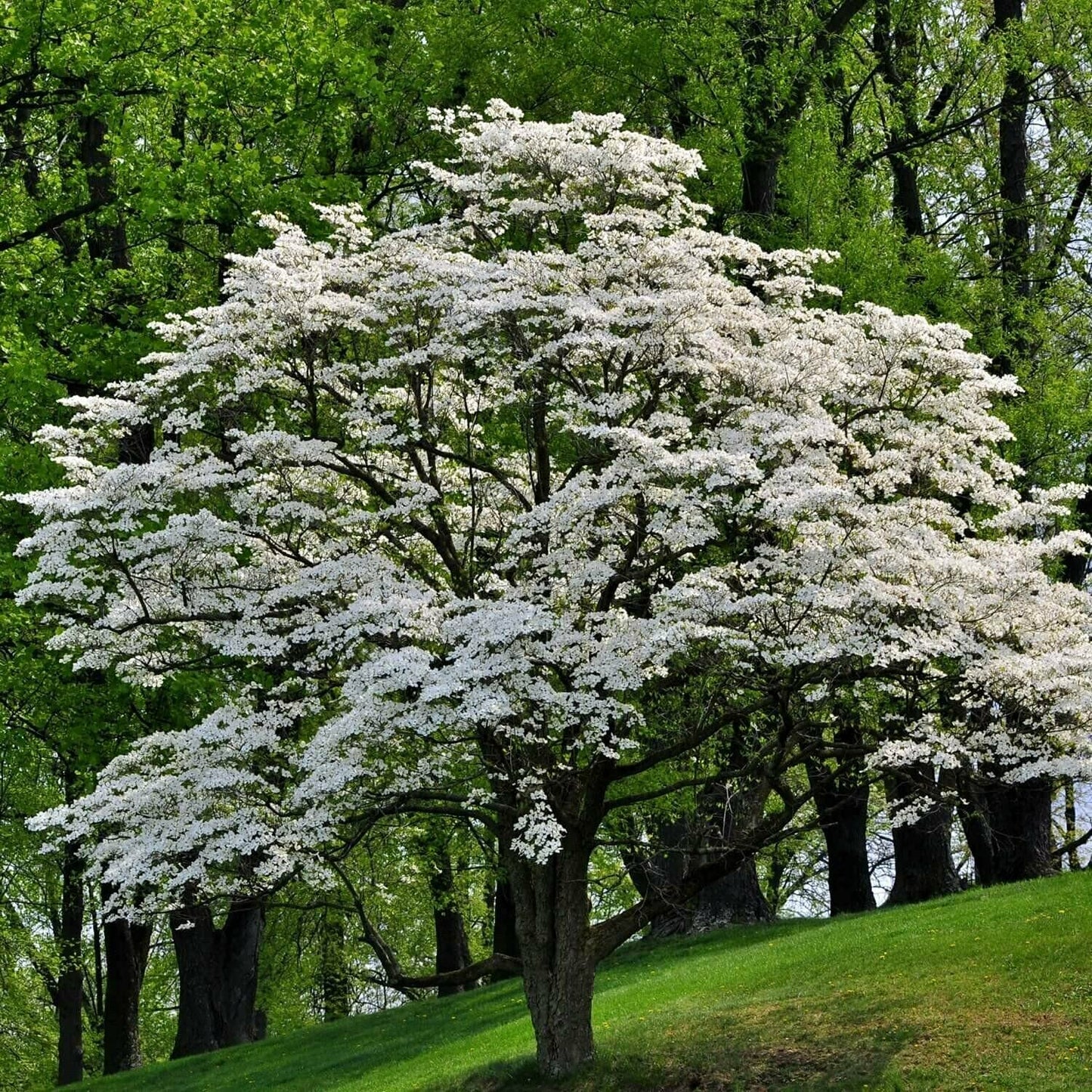 2 White Flowering Dogwood Trees - 24-36" Tall (2-3 Ft) Live Plants - Cornus Florida