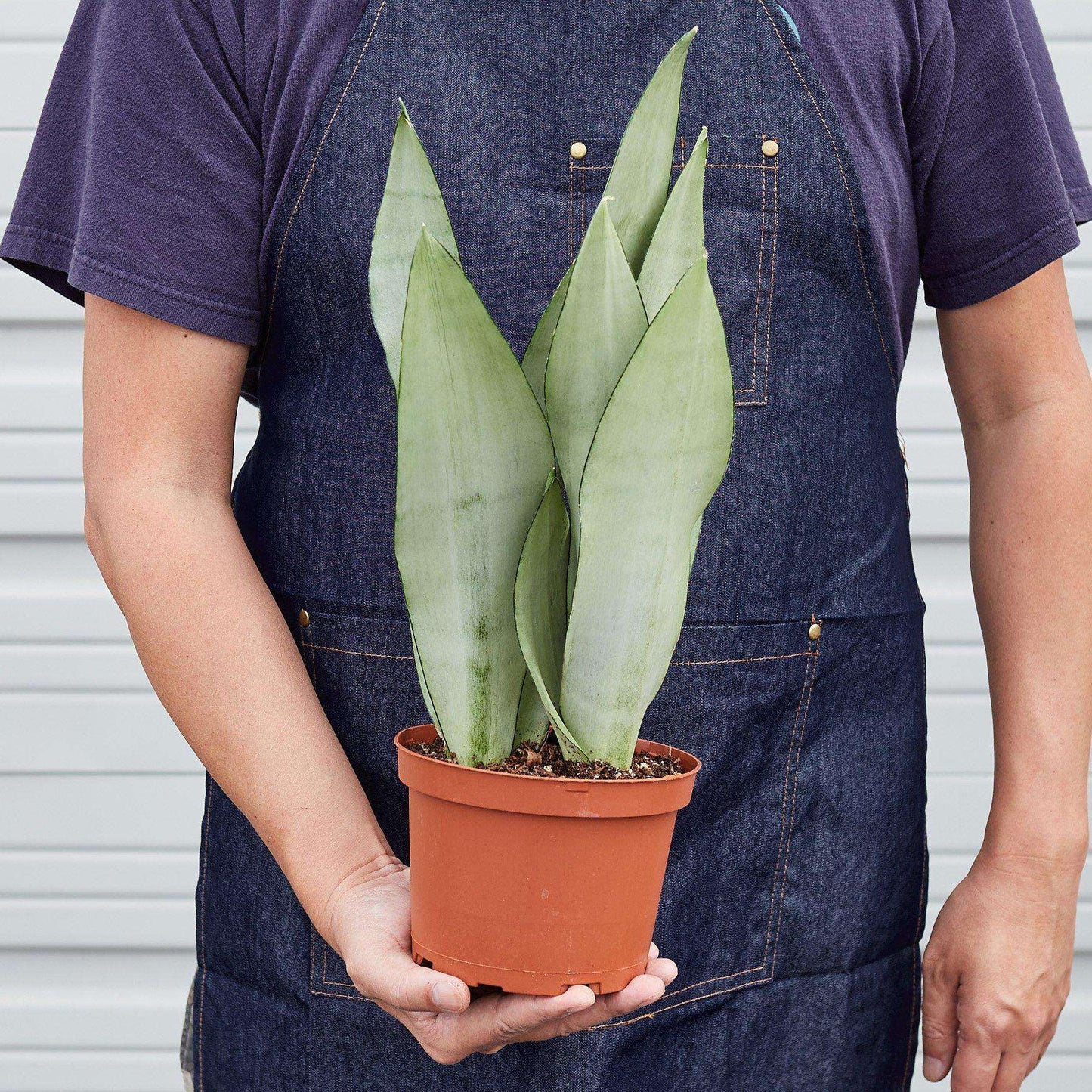 Snake Plant Moonshine Live Plant for Indoor | Different Houseplants in 4'' & 6'' Pot | Real House Plant for Living Room, Office & Bathroom | Laurentii