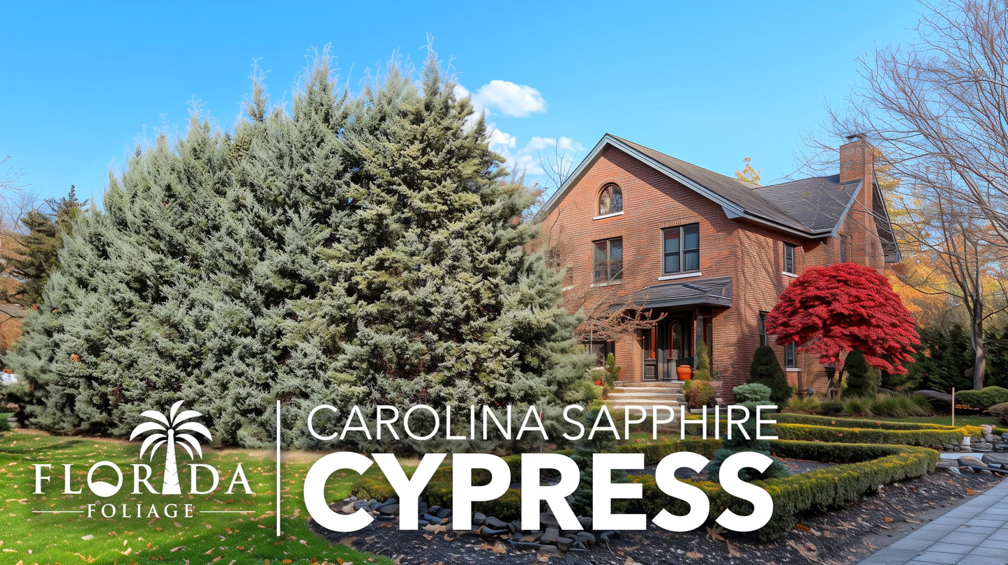 Carolina Sapphire | 10 Live Quart Size Plants | Cupressus arizonica 'Carolina Sapphire' | Fast-Growing Privacy Trees | Evergreen Landscape Screening Plants