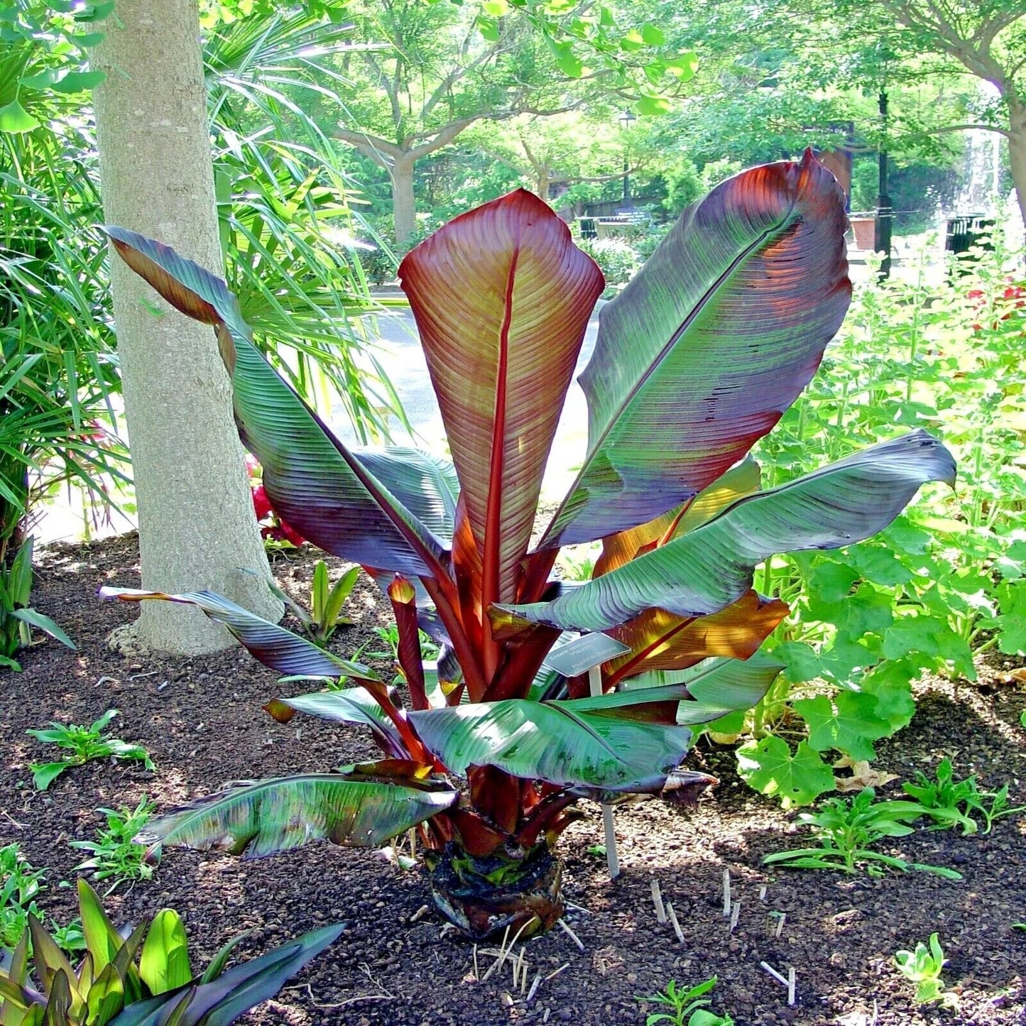 Red Abyssinian Banana (Ensete Maurelii) 5-9" Live Plant - Giant Red Leaf Ornamental Tree - Fast Growing Tropical Focal Point - Huge Container Accent