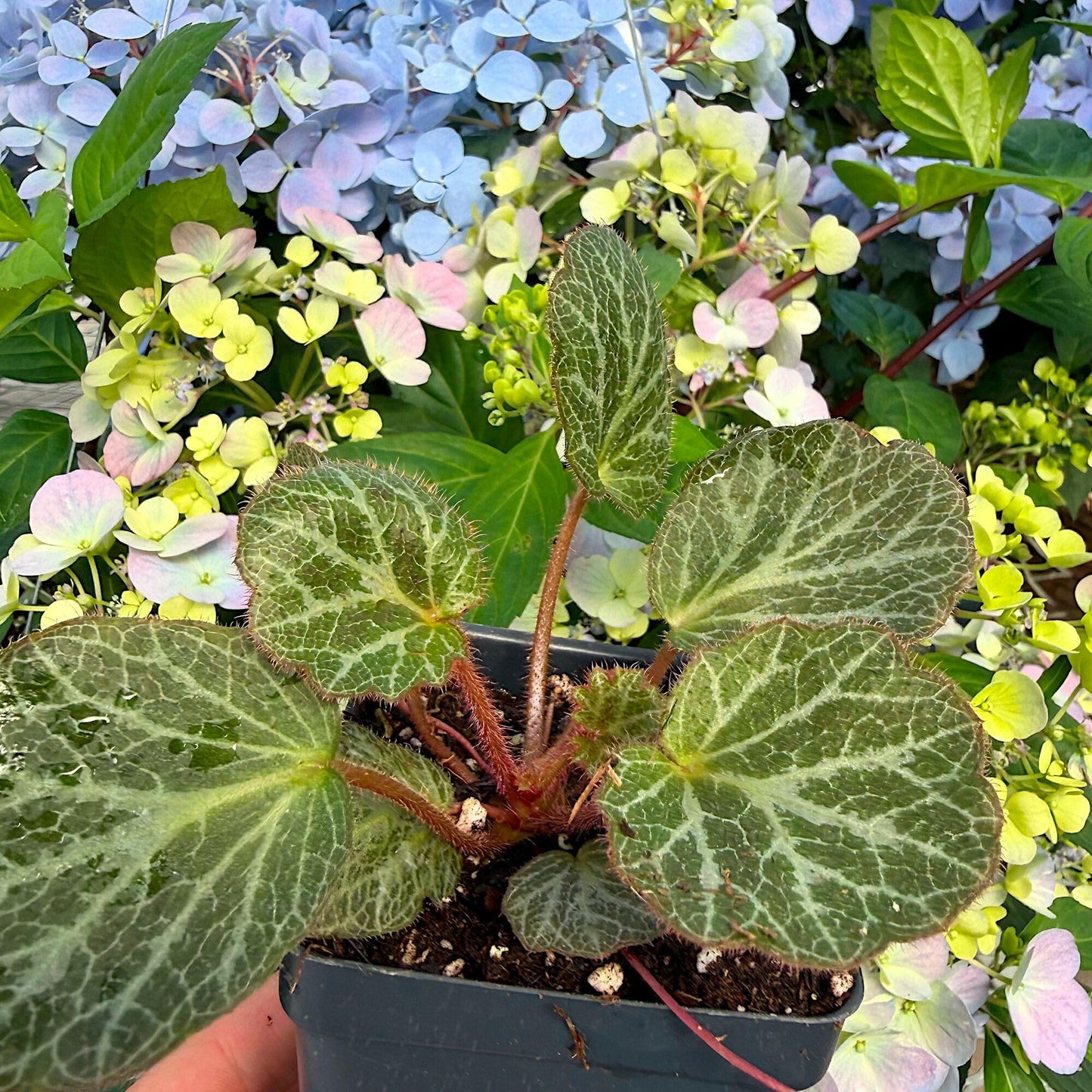Saxifraga stolonifera, Strawberry Begonia Live Plant, Strawberry Geranium, Creeping Saxifrage, Creeping Rockfoil, Mother of Thousands, Ground Cover with Runners, Container Size: 3" (2.6x3.5)