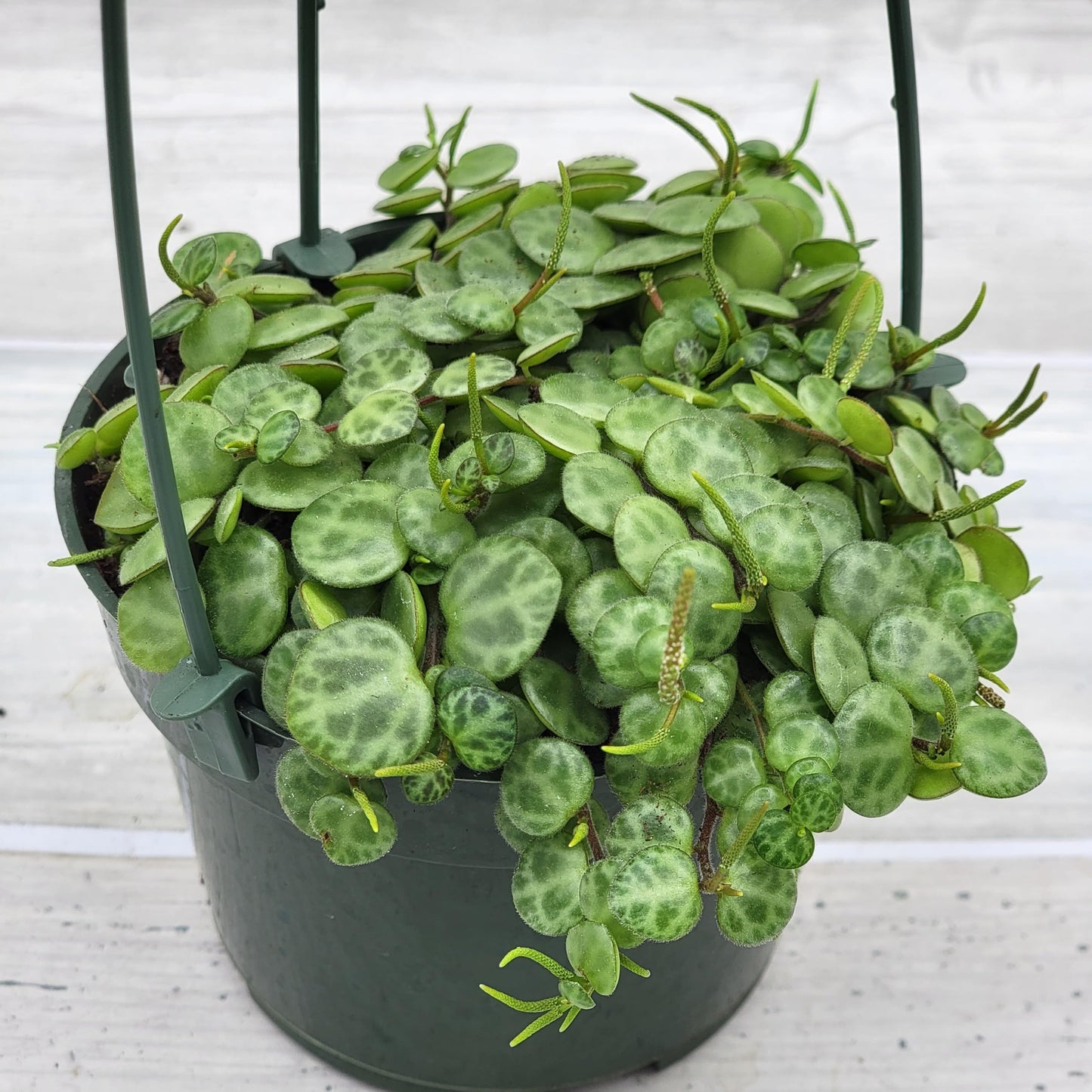 String of Turtles,Peperomia Prostrata Plant Live Rare Houseplants All Plants are Fully Rooted Plants in 4 inch Hanging Pot by 3exoticgreen