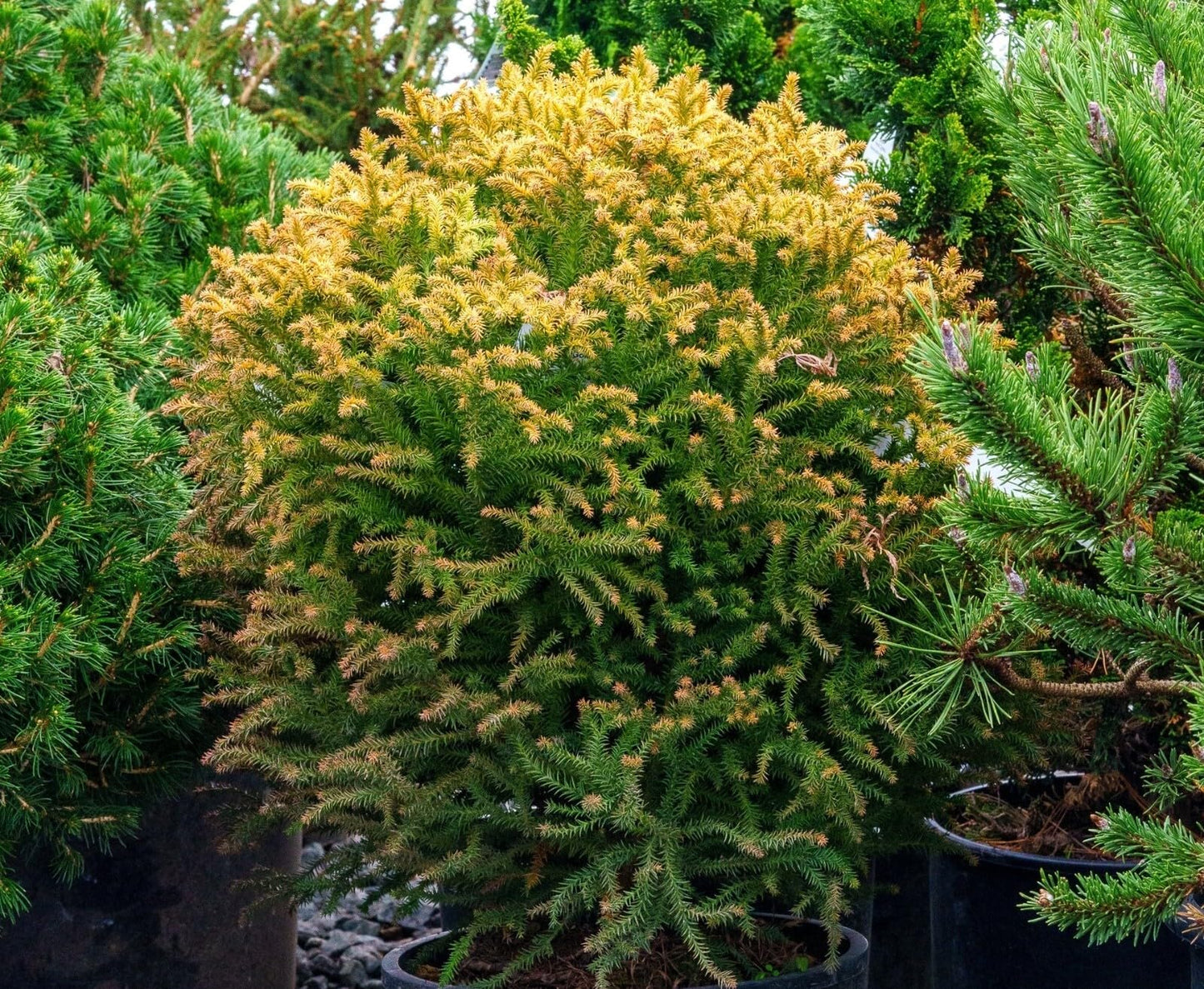 Live Plant - Golden Promise Dwarf Cryptomeria - Live Plant - (2.5 Qt)