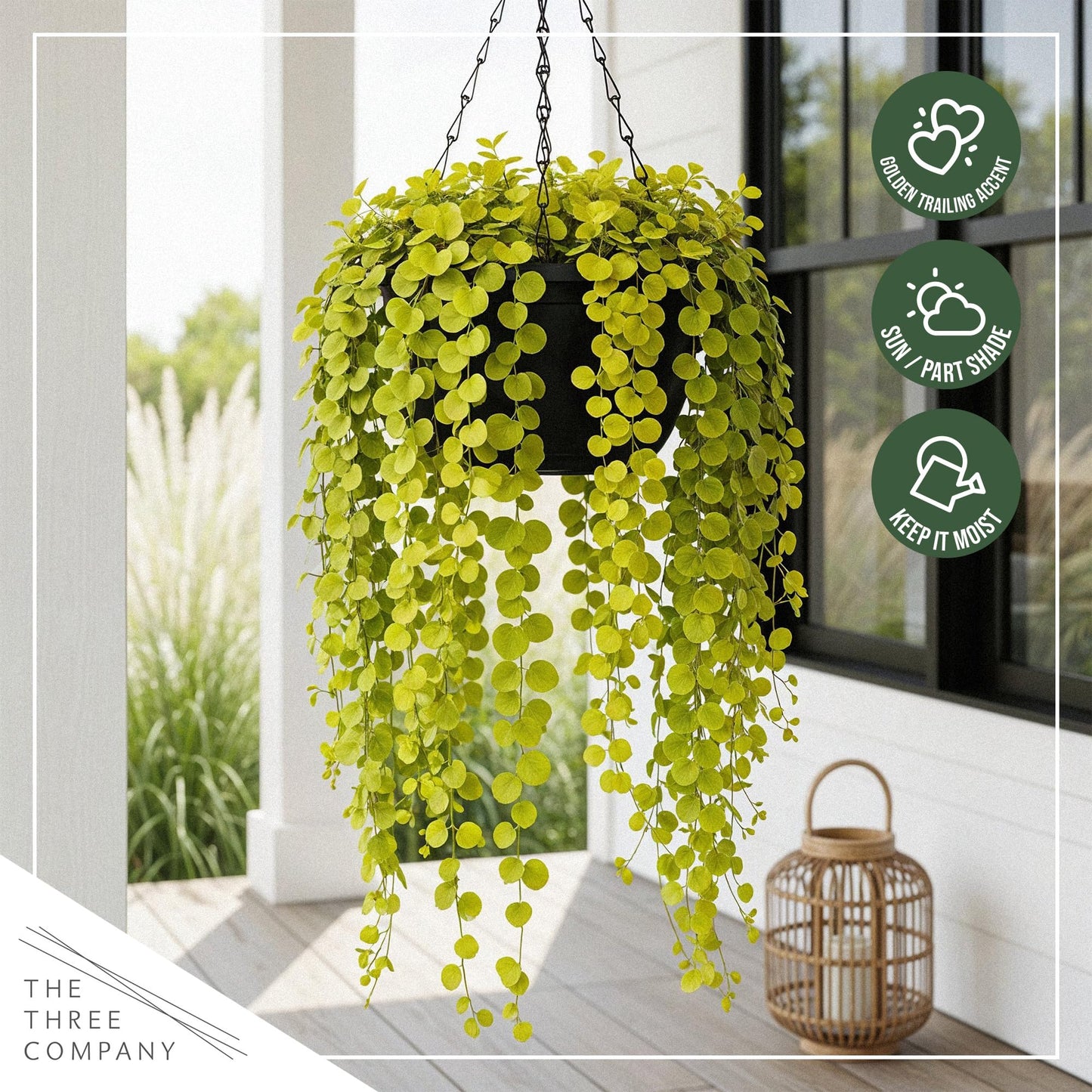 Creeping Jenny Live Plant (Lysimachia nummularia) - 4 Plants Per Pack - Healthy Trailing Perennial - Beautiful Accent Plant - 6" Tall by 4" Wide in 1 Pt Pot