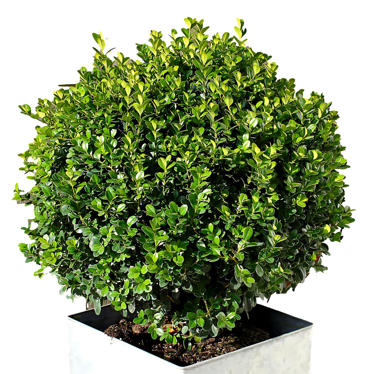 Wintergreen Boxwood Shrub Live Plant – Evergreen Hedge, Buxus sinica VAR. insularis ‘Wintergreen’, Cold-Hardy Shrub for Borders, Foundation, Topiary & Landscaping, USDA Zones 4–9