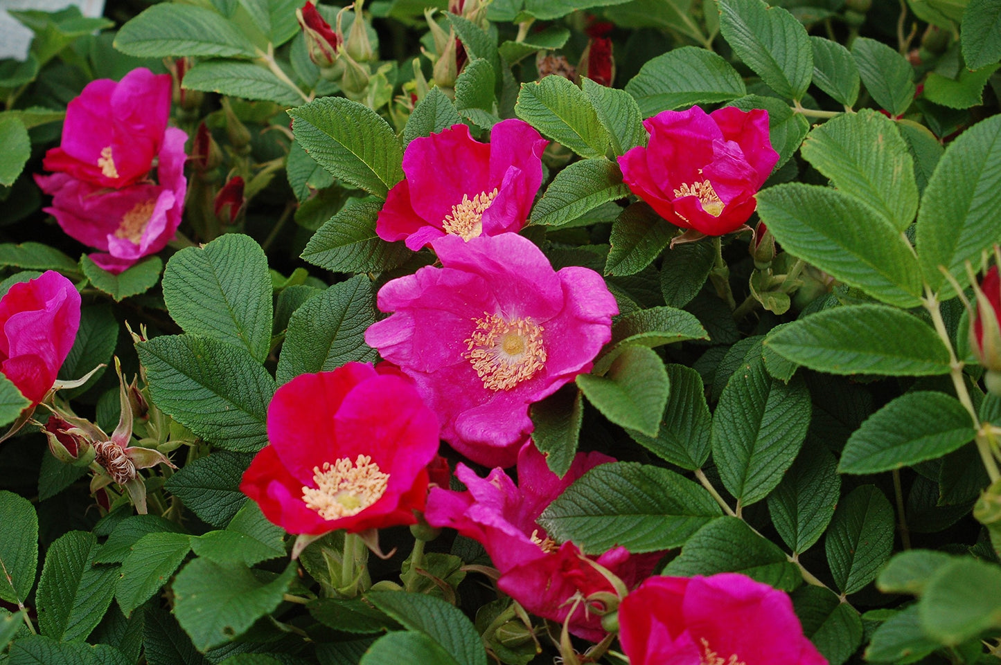 Rosa rugosa (Rugosa Rose) Rose, pink flowers, #2 - Size Container