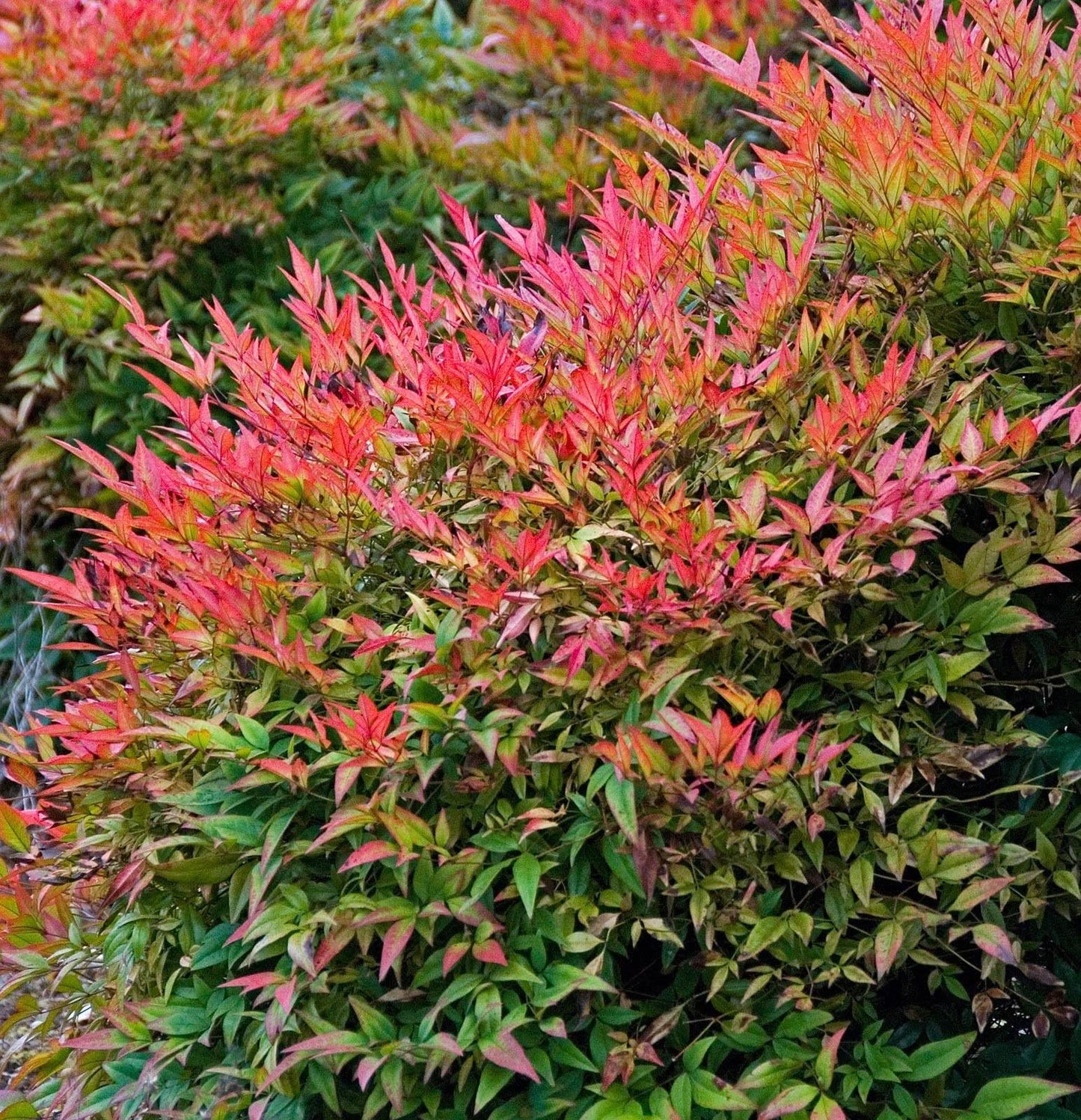 2 Heavenly Bamboo, Live Plants (Nandina Domestica), 2.5” Nursery Cubes, Striking Foliage