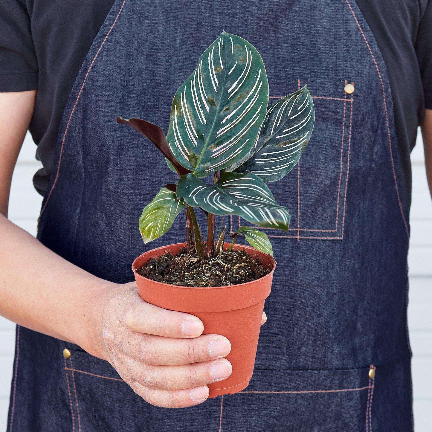 Calathea Ornata Live Plant for Indoor | Different Houseplants in 4'' & 6'' Pot | Real House Plant for Living Room, Office, Desk & Bathroom | Peacock Plant | Zebra Plant