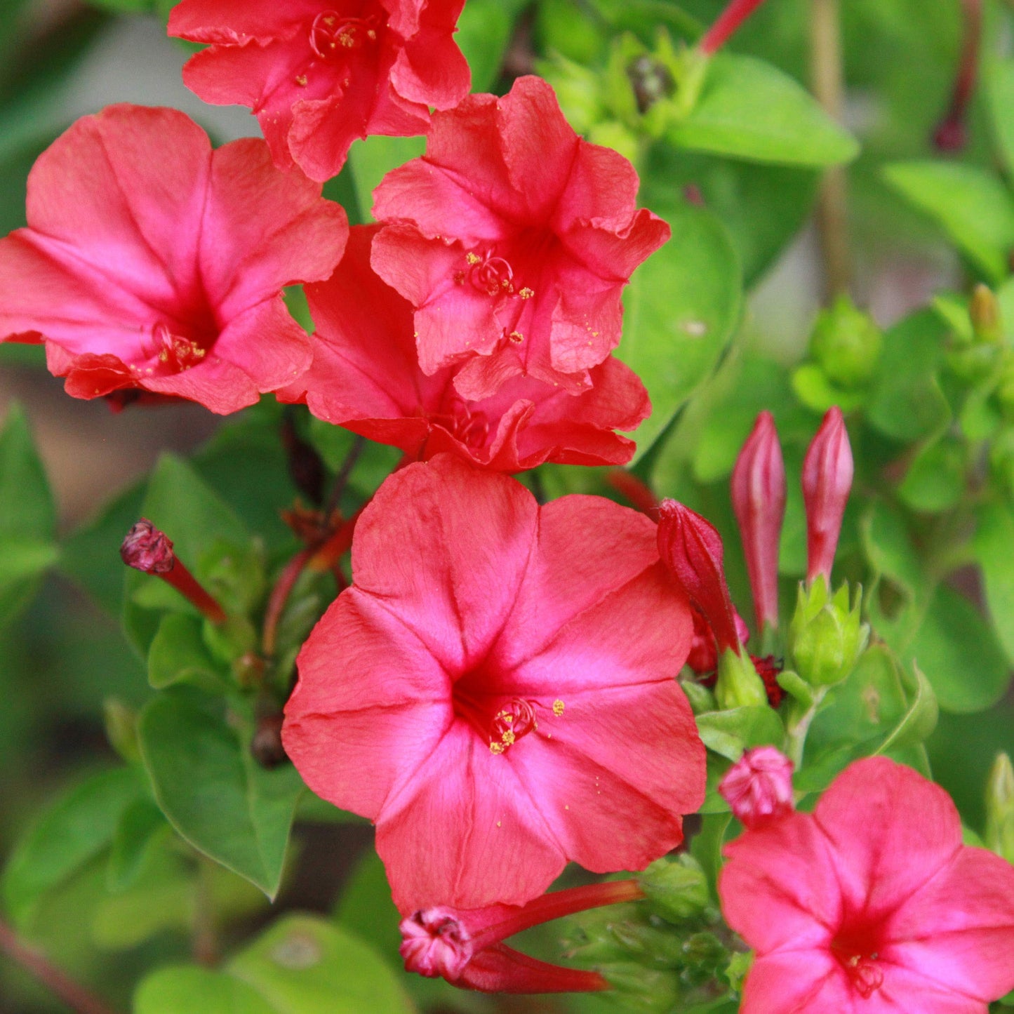 Outsidepride Red Four O'clock Flower Seeds - 1 lb Perennial Fragrant, Trumpet-Shaped Blooms, Deer-Proof & Easy to Grow, for Pollinator & Evening Gardens, Containers, Hedges, or Borders