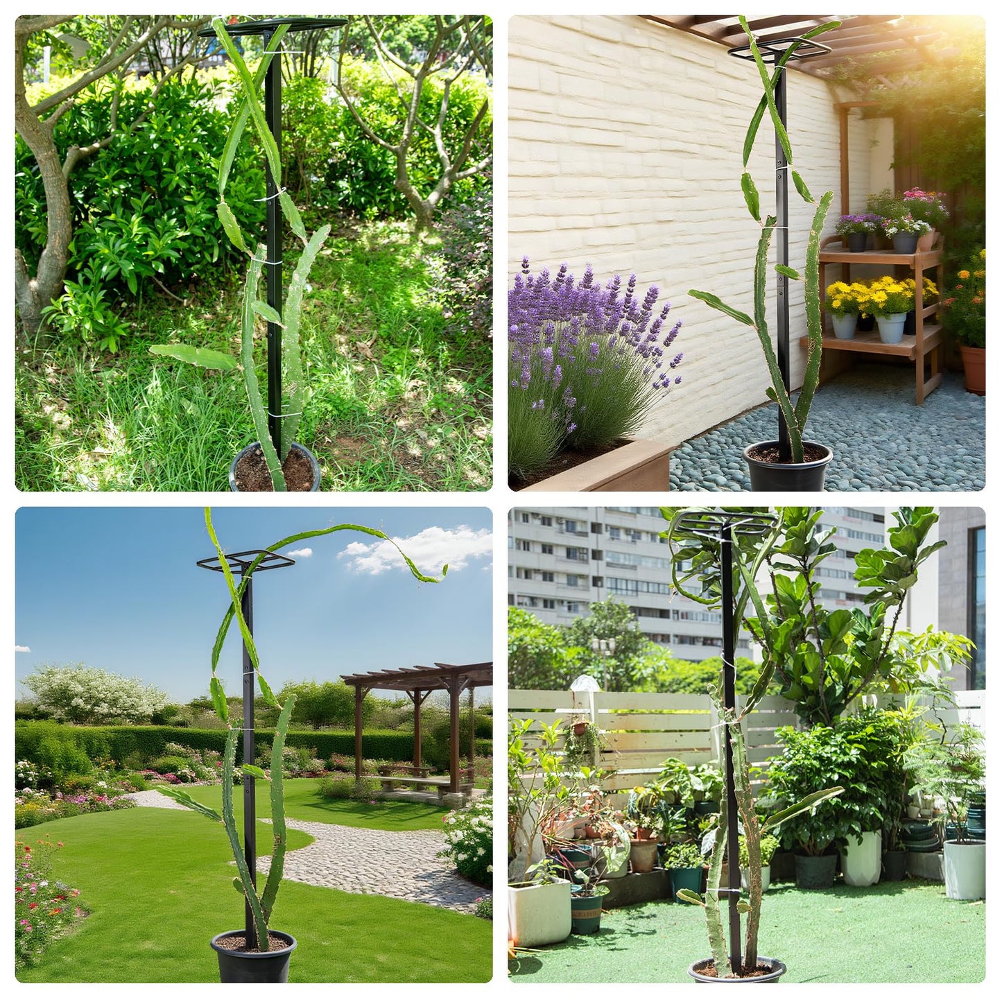 GOOOXIM 2-Pack 63-Inch Metal Dragon Fruit Trellis - Sturdy Support for Climbing Plants in Outdoor Gardens, Perfect for Dragonfruit, Tomatoes, Eggplants, and Beans - Durable, Stable & Easy to Install