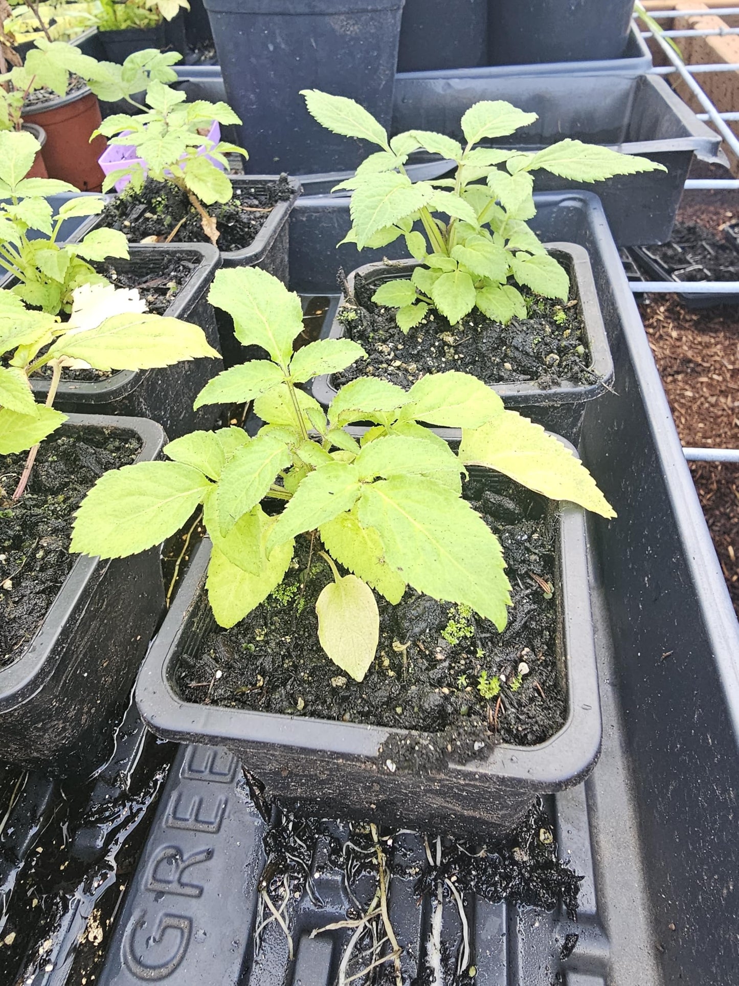 1 Live red Elderberry Plants Medium 4-6" in 4" Pot Fruit Berries Well Rooted