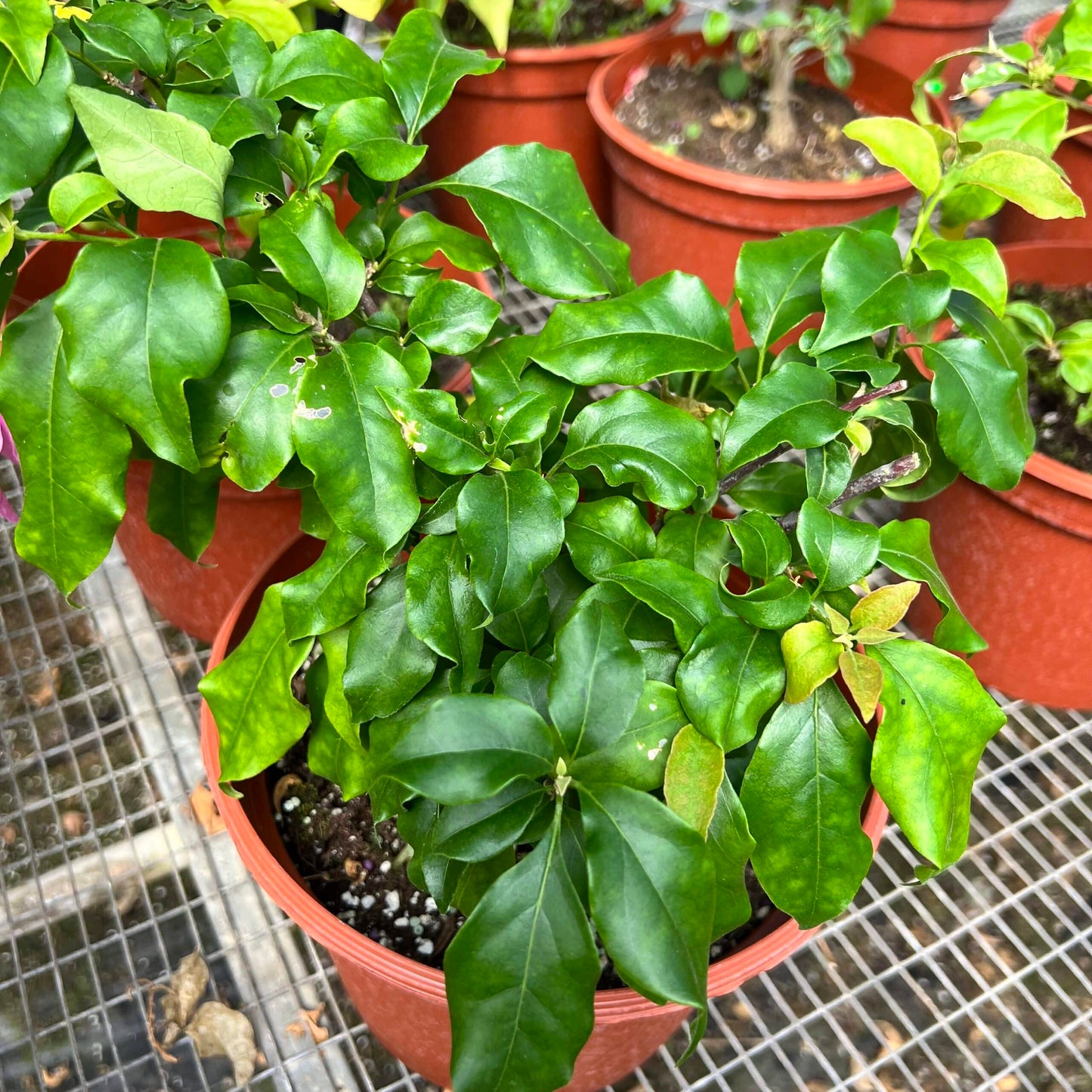 Live Plant - White Flower Plant/White Trinitaria (Bougainvillea Glabra Alba) Live Plant 1’-2’ Feet Tall