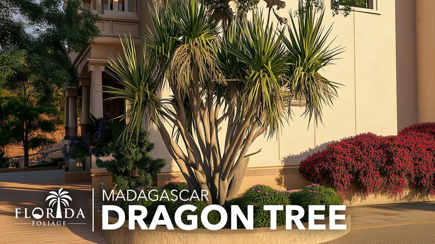 Madagascar Dragon Tree | 1 Extra Large Trade 3 Gallon Plant | Dracaena Marginata | Indoor Air Purifier, Low Maintenance, Tropical Foliage, Office and Home Decor, Easy Care, Live Houseplant