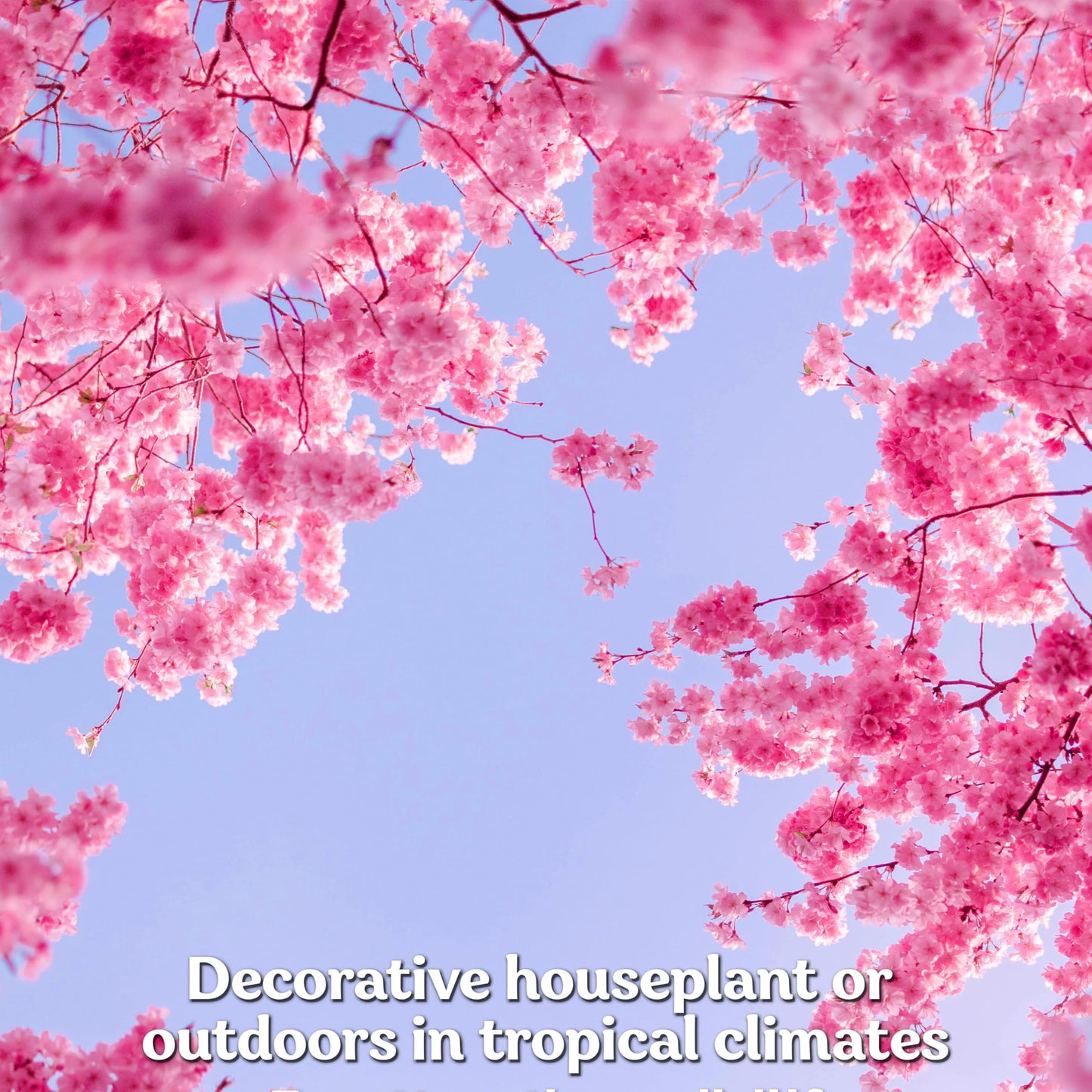 KVITER 30 Weeping Cherry Sakura Tree Seeds for Planting (Prunus Subhirtella) – Pink Japanese Cherry Blossom Tree, Higan/Rosebud/Spring Cherry Seeds – Flowering Trees for Home, Patio & Outdoor Garden