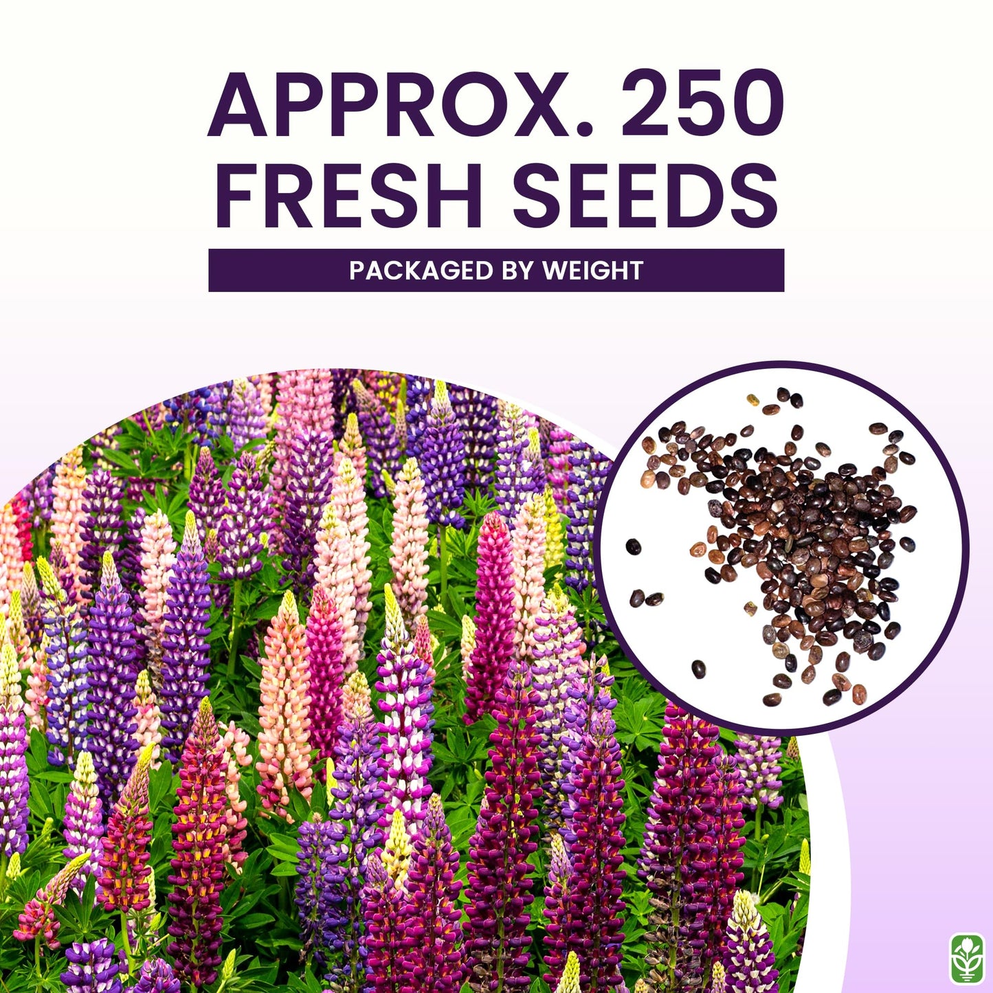 Marde Ross & Company Russell Lupine Seeds Perennial - Grows 40" Tall - Perennial Wildflowers for Winter & Fall Planting - Grown in the USA - 100 Mixed Russell Lupine Seeds