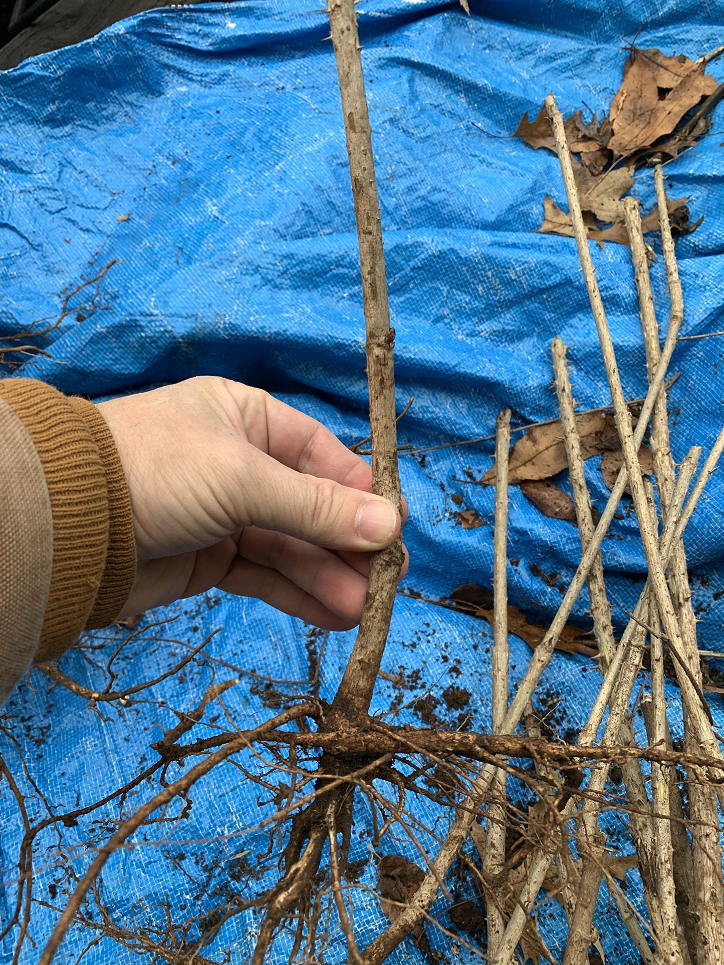 12-24 inches Tall Aralia spinosa Tree - 1 Plant Devil's Walkingstick