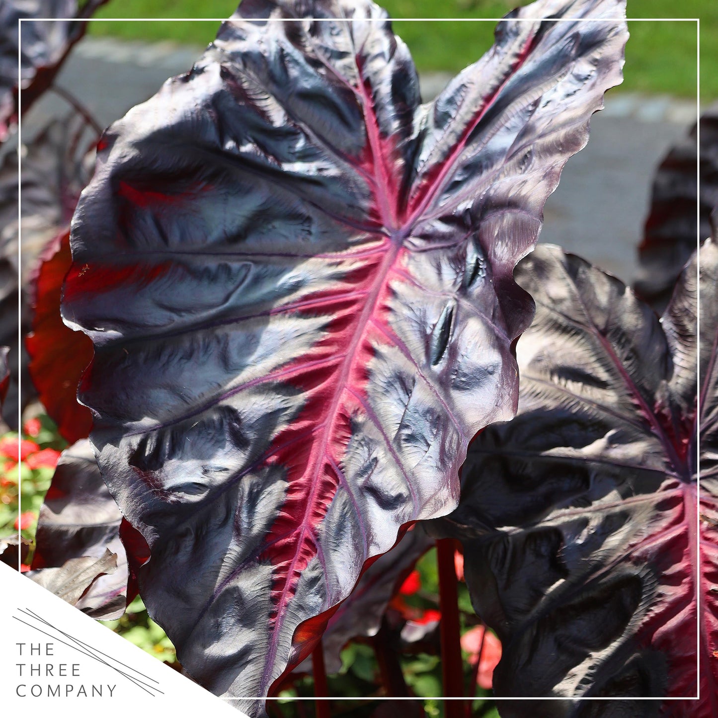 Live Colocasia - Redemption, 10” Tall by 5” Wide in 1.76 Qt Pot, Trimmed Back for Shipping Purposes