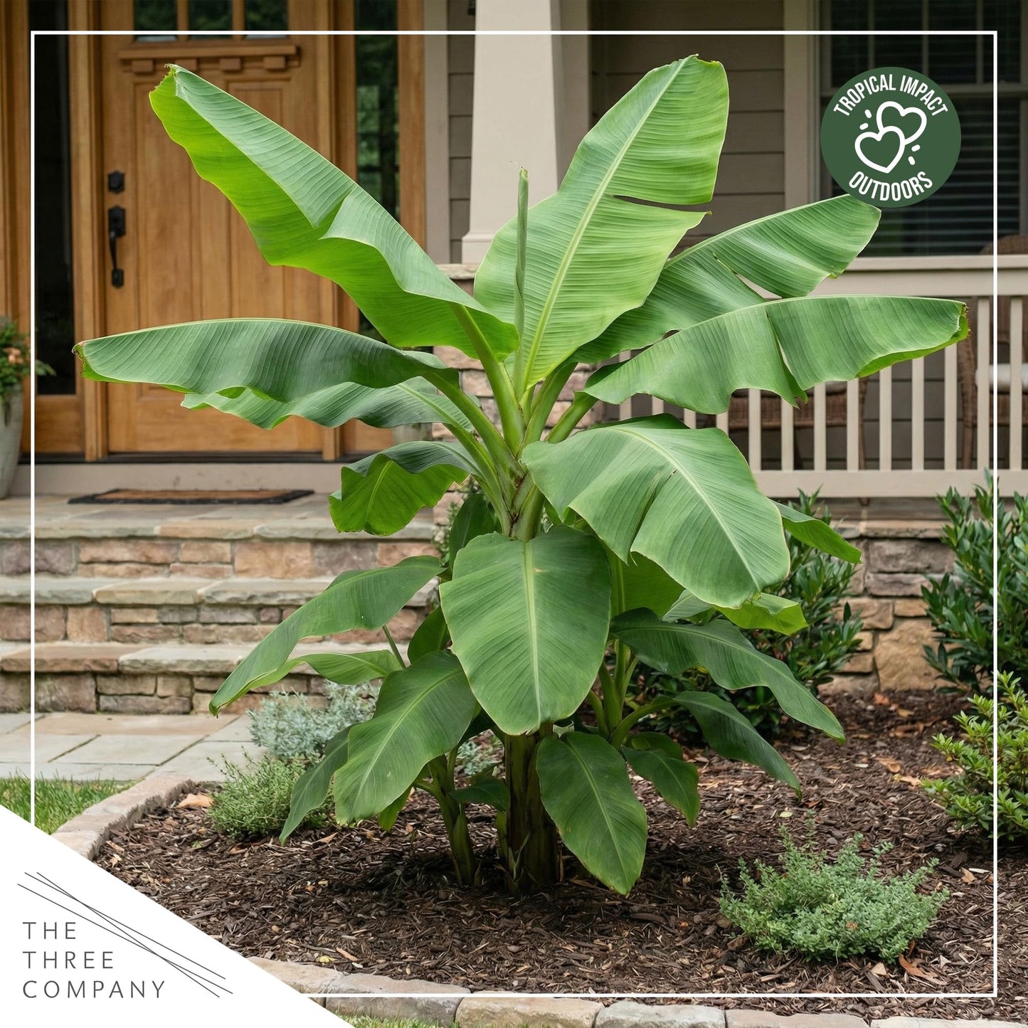 Live Hardy Banana Plant (Musa Basjoo) – Cold Hardy Tropical Perennial, Grows 6–10 Ft Tall, Fast Growing Outdoor Accent, Ships 15” Tall in 1.5 Qt Pot