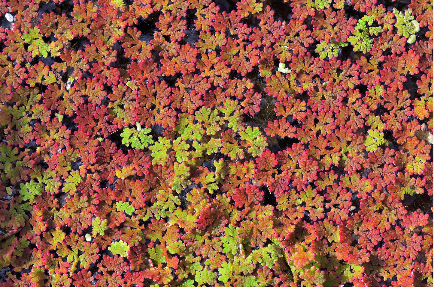 Azolla caroliniana 25 + Plants Live Floating Pond Plant Mosquito Fern Water Velvet Fairy Moss Aquarium Outdoor Ponds Fast Growth Outcompetes Algae Fish Food filiculoides
