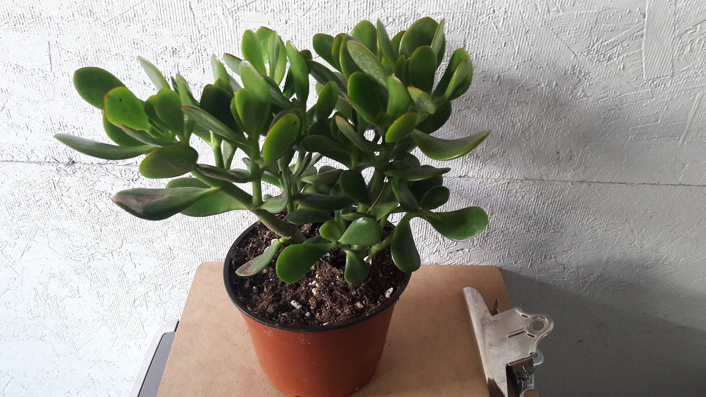 Jade Plant - Crassula ovuta - Easy to Grow - 6" Pot from jmbamboo