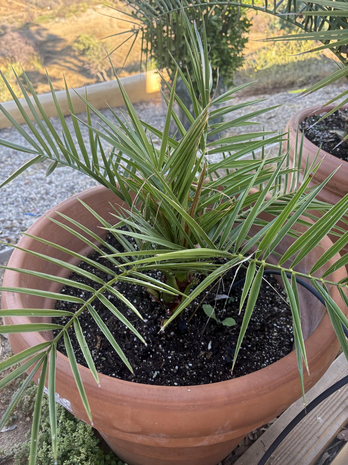 Phoenix Canariensis Pineapple Palm Tree, Indoor/Oudoor Live Plant, Drought Resistant