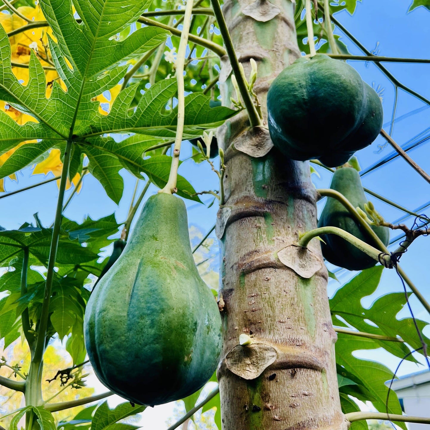 Live Plant - Hanging Papaya (Carica Papaya) Live Fruit Tree 1’-2’