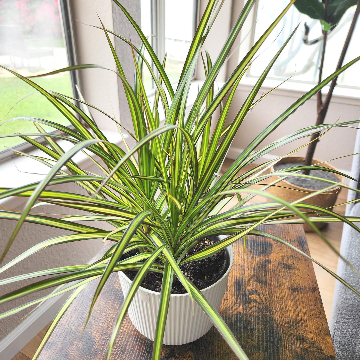 Dracaena Marginata Sunray, Air Purifying Easy Houseplant Decor in 6" White Pot, Dracaena Corn Stalk, Live Botanical Gift, Indoor Dragon Tree, Real Plants & Decorative Plants by Plants for Pets
