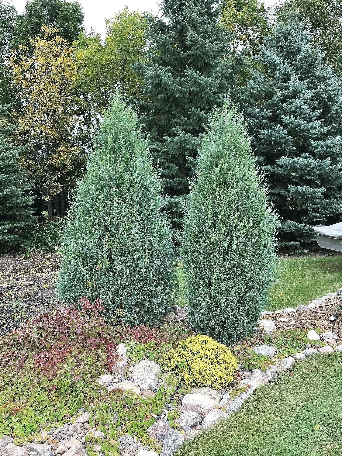 Medora Juniper | 10 Live Plants | Perfect for Year-Round Landscaping, Privacy Screening, and Low Water Environments, Drought-Tolerant