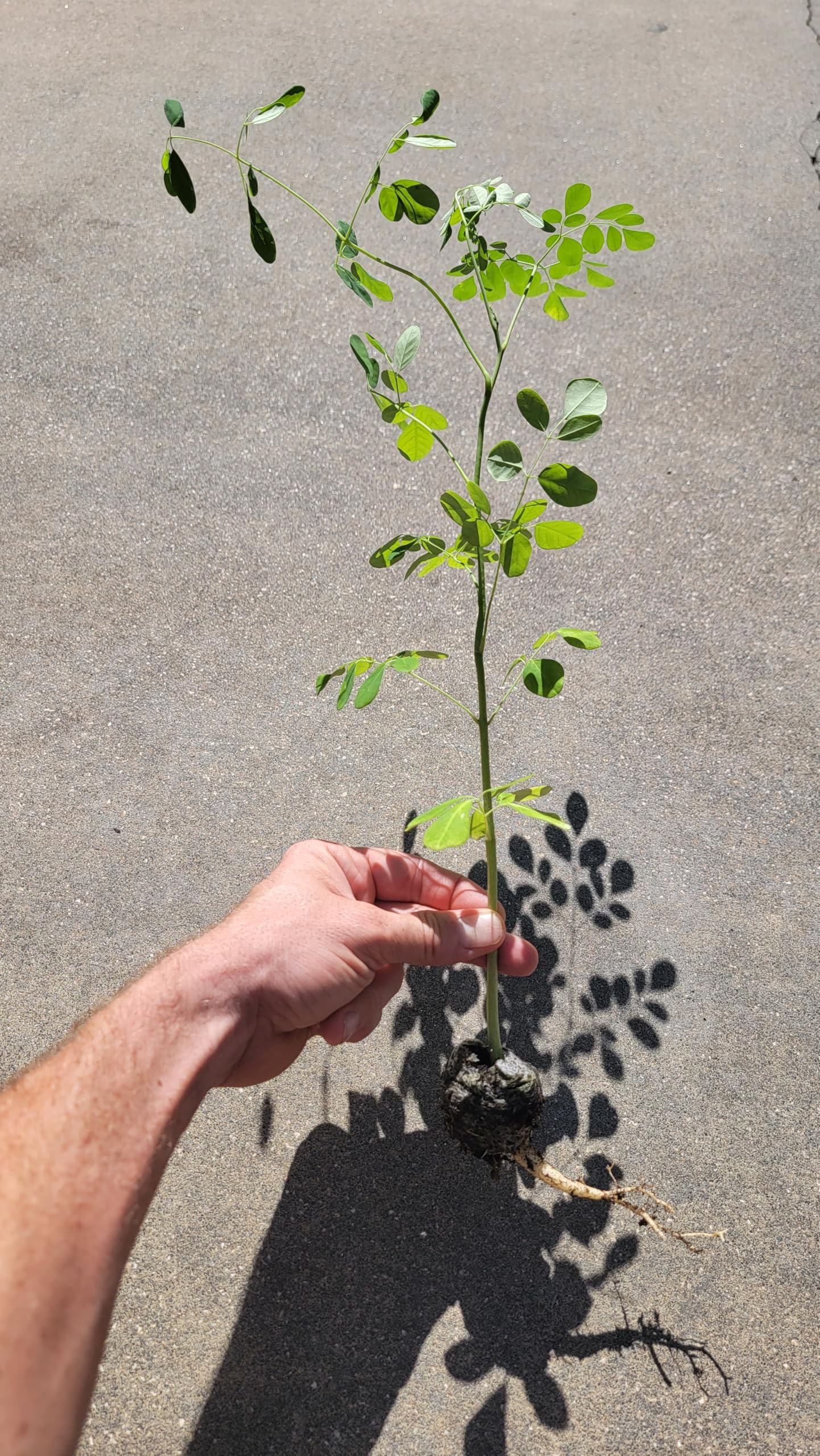 Moringa Trees 5 Live Moringa Plants with Moringa Seeds - Organically Grown - Non-GMO - Miracle Tree - Moringa Oleifera - Herb, Drought-Tolerant, Resilient, Hardy