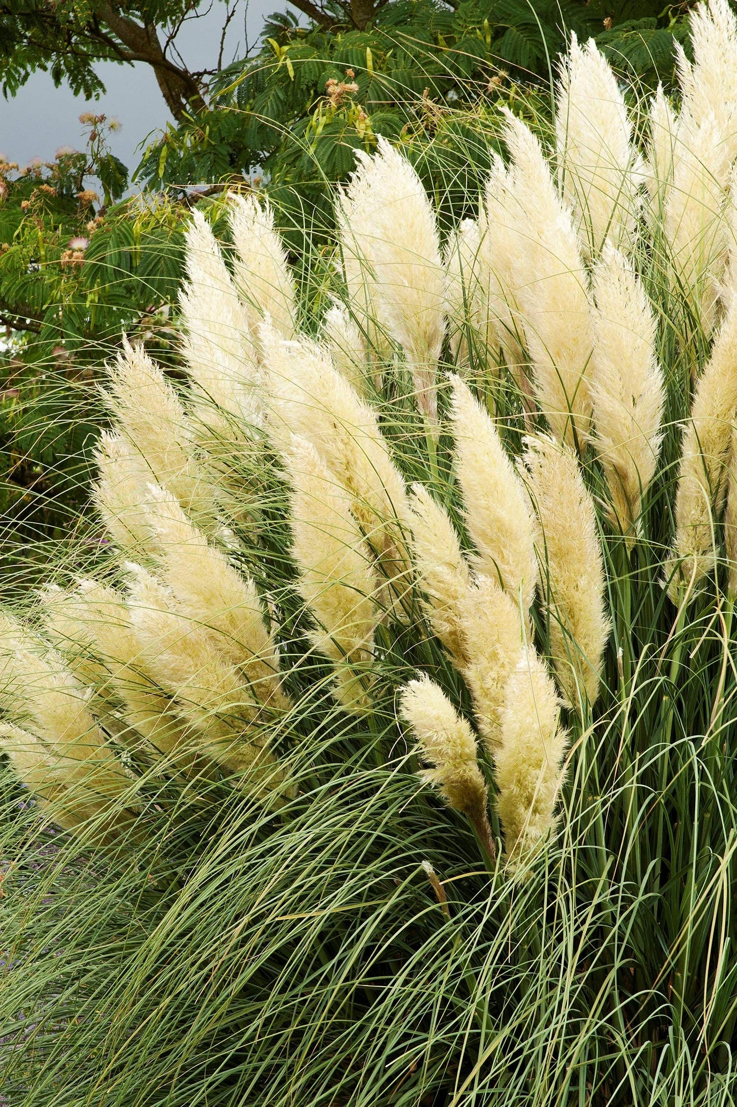 Pampas Grass | 40 Live Plants | Cortaderia Selloana | Drought Tolerant, Ornamental Grass, Tall Plumes, Outdoor Landscaping, Fast Growing, Low Maintenance, Garden Decor, Privacy Screen