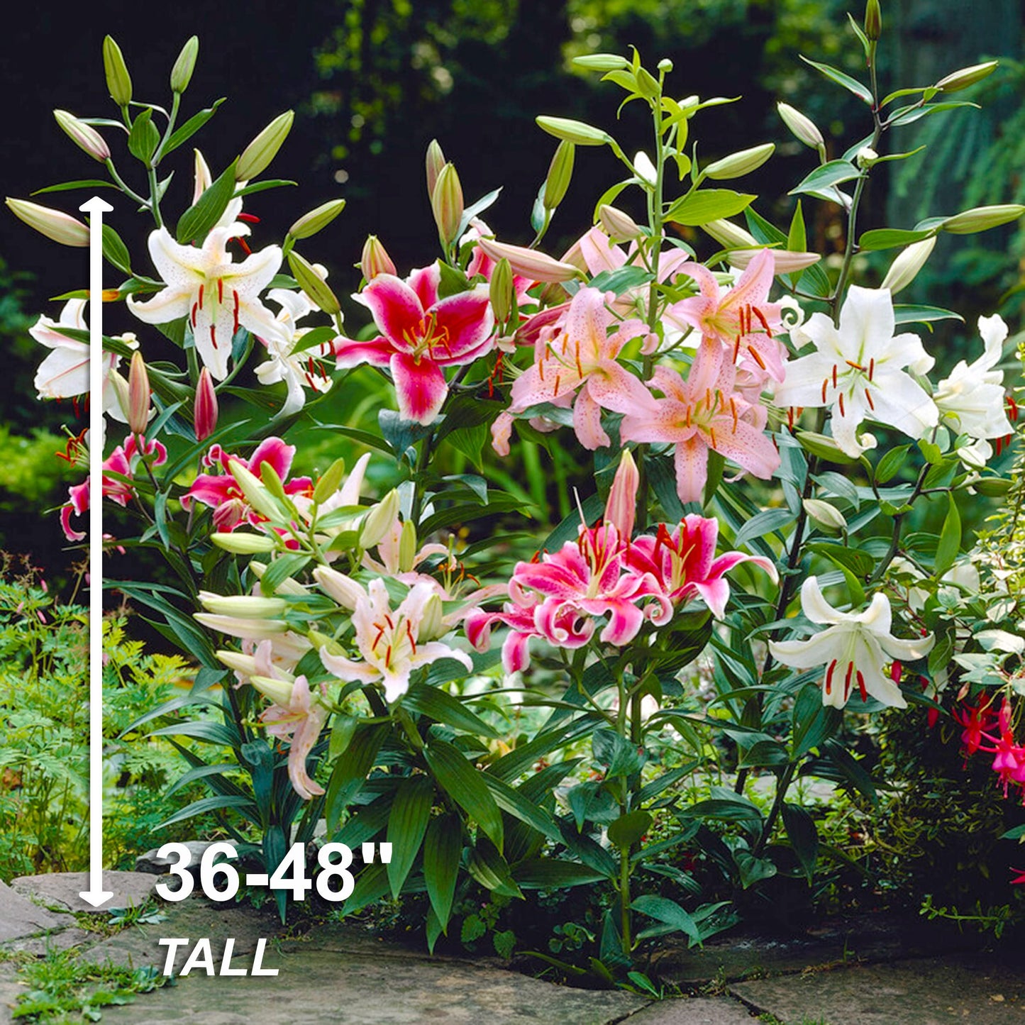 Garden State Bulb Multi-Color Mixed Oriental Lily Flower Bulbs, 14/16cm, Spring Planting (Bag of 30)
